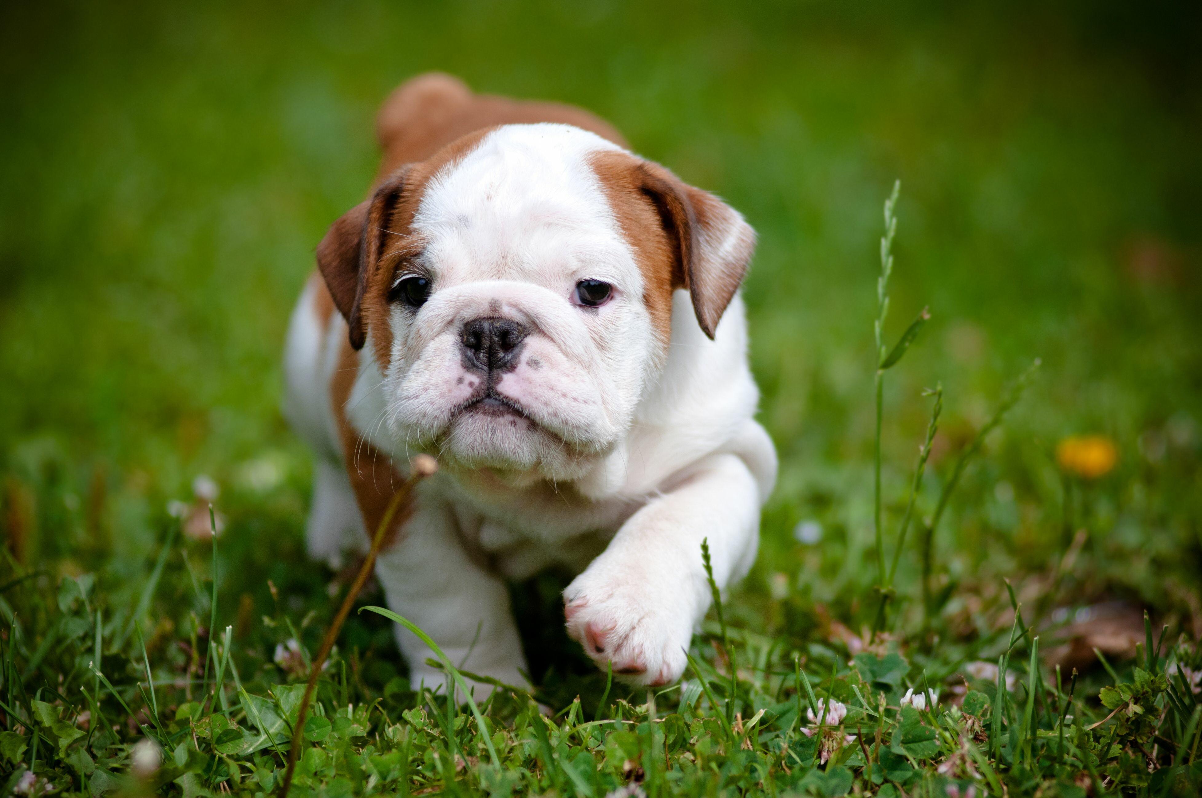 3910x2597 Cute Dog Wallpaper: HD, 4K, 5K for PC and Mobile. Download free image for iPhone, Android