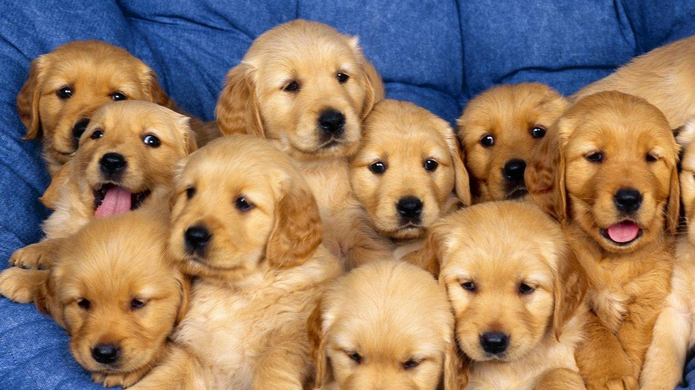 1366x768 Download wallpaper 1366x768 puppies, set, down tablet, laptop HD background