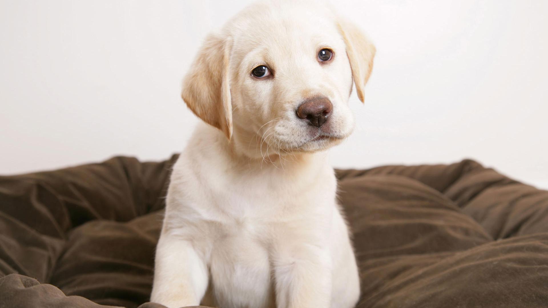 1920x1080 Free download cute wallpaper christmas movie eyes puppy wallpaper girly [1920x1200] for your Desktop, Mobile & Tablet. Explore Wallpaper Of Cute Puppies. Cute Dogs Wallpaper, Cute Puppy Photo Wallpaper