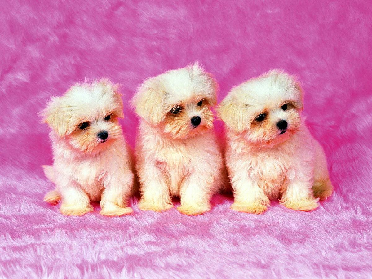 1200x900 Laptop Dogs, Puppies, White background. Download TOP Free photo