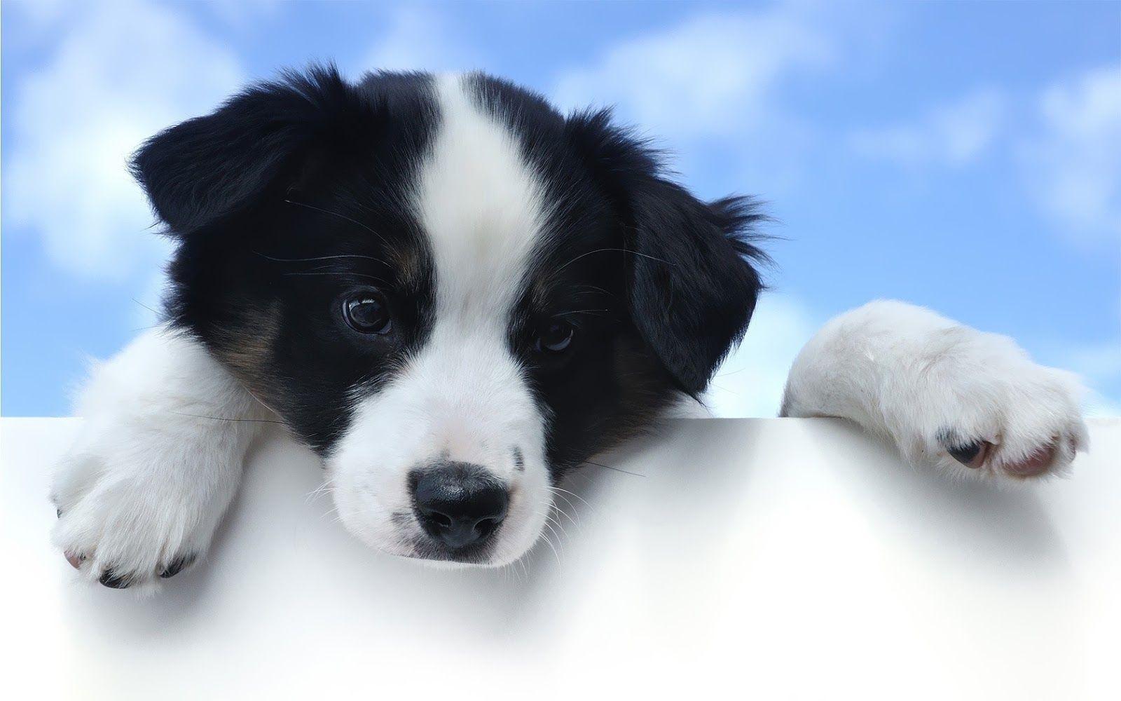 1600x1000 YouWall Cute Dogs Wallpaper wallpaperwallpaperfree. Cute puppy wallpaper, Cute puppies, Cute little puppies