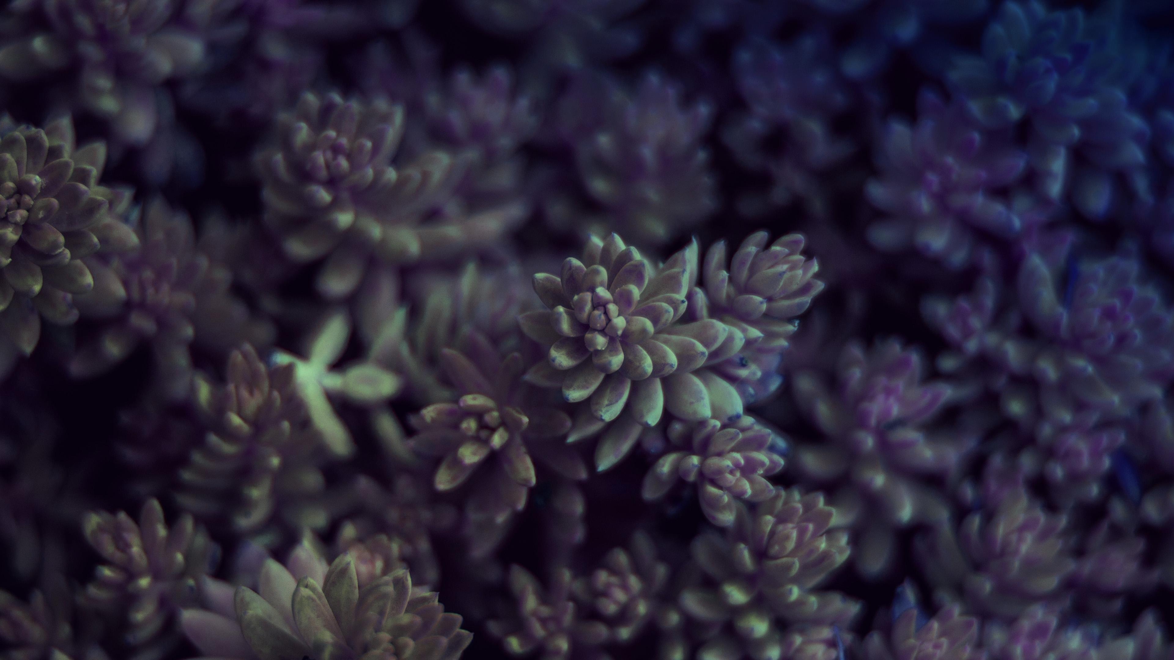 3840x2160 Nature Leaf Green Flower Purple Wallpaper