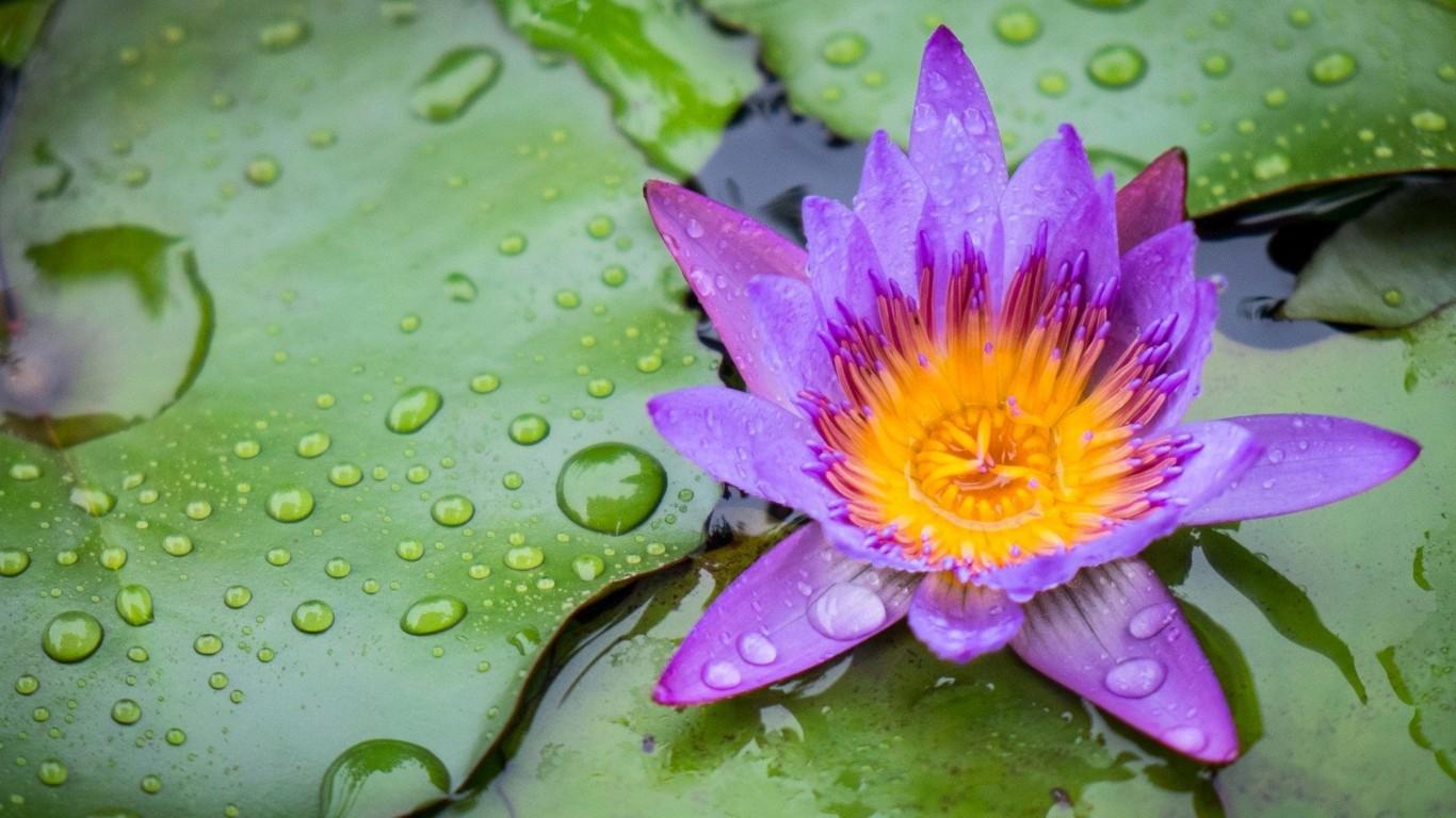 1366x768 Lotus Flower Purple Yellow Green Color Sheet Rims Water Desktop Wallpaper HD Widescreen Free Download For Windows :