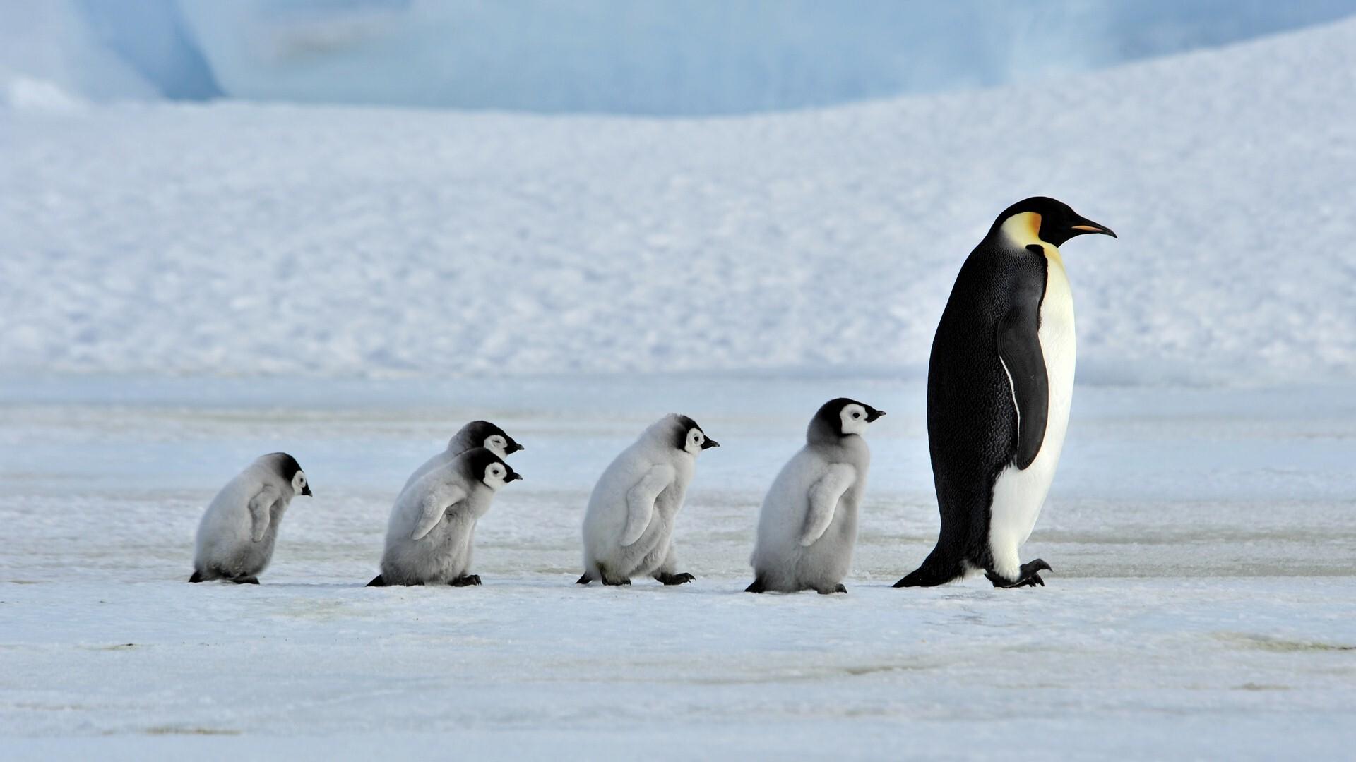 1920x1080 Bird Penguin Family Walking in Row