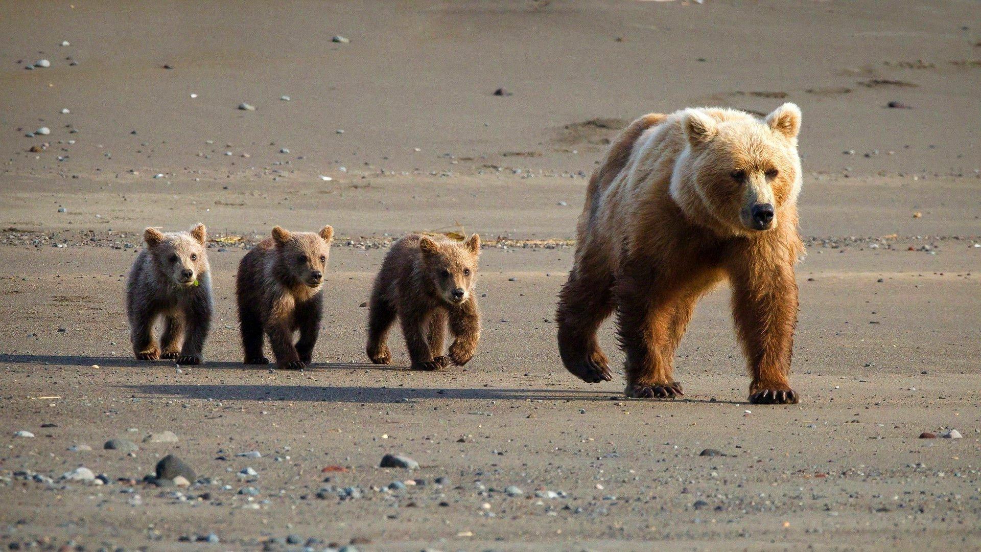 1920x1080 Family Walk She Bear From Young In Road Wallpaperx1080