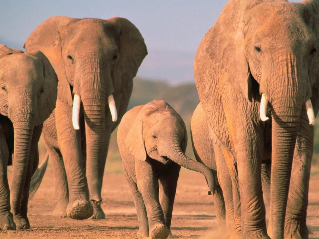 1024x768 Walking Home Wallpaper Elephants Animals Wallpaper in jpg format for free download