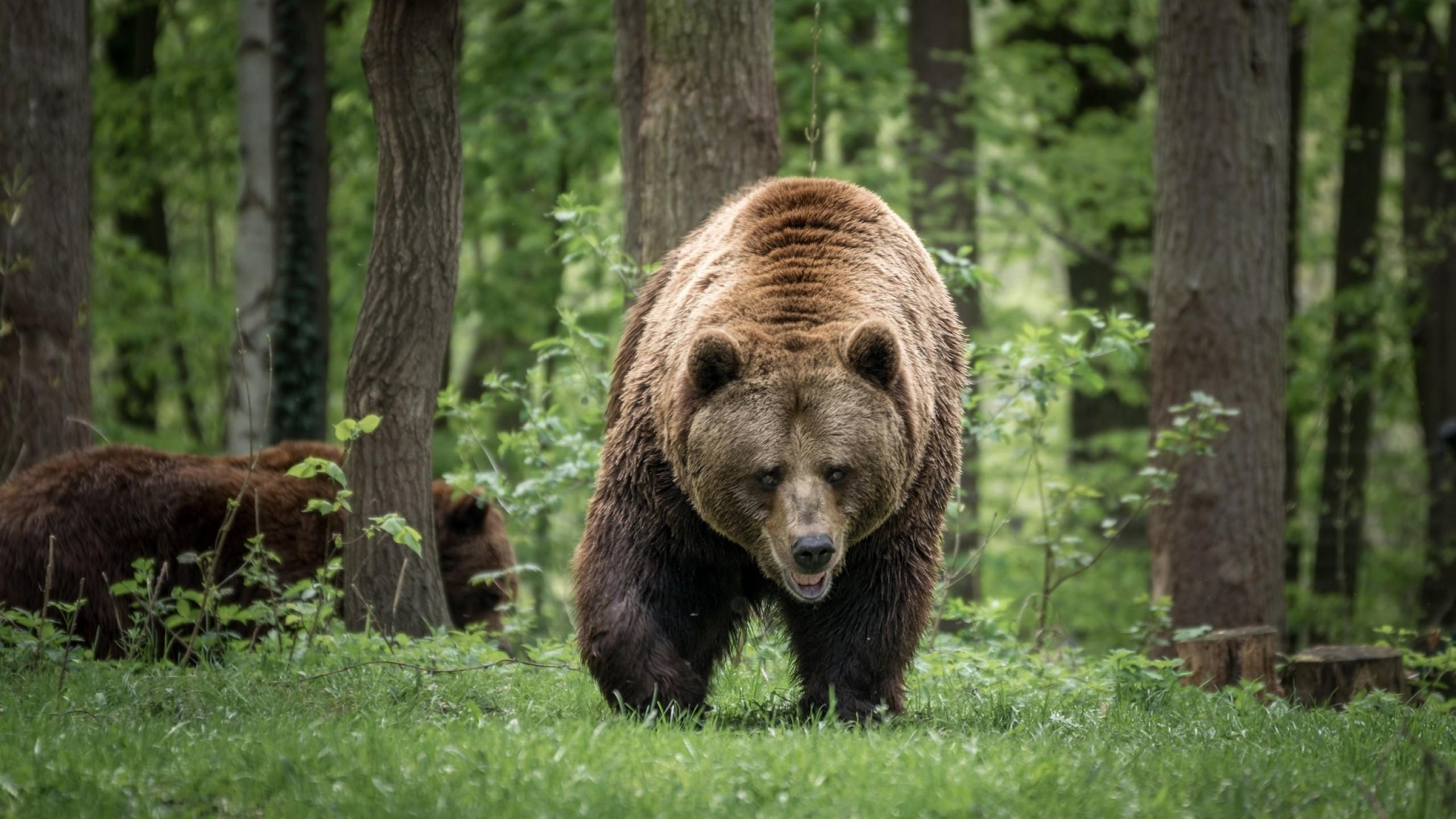 2560x1440 Download 2560x1440 Bear Family, Forest, Walking, Predator, Wildlife Wallpaper for iMac 27 inch