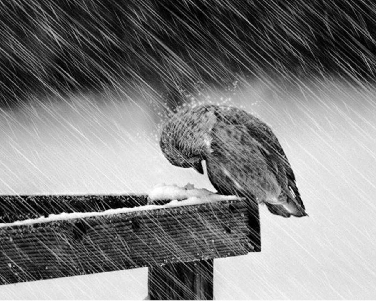 1280x1024 Free download Love considers the sad struggle of the storm bird Deep into Love [1280x1024] for your Desktop, Mobile & Tablet. Explore Struggling Wallpaper. Struggling Wallpaper