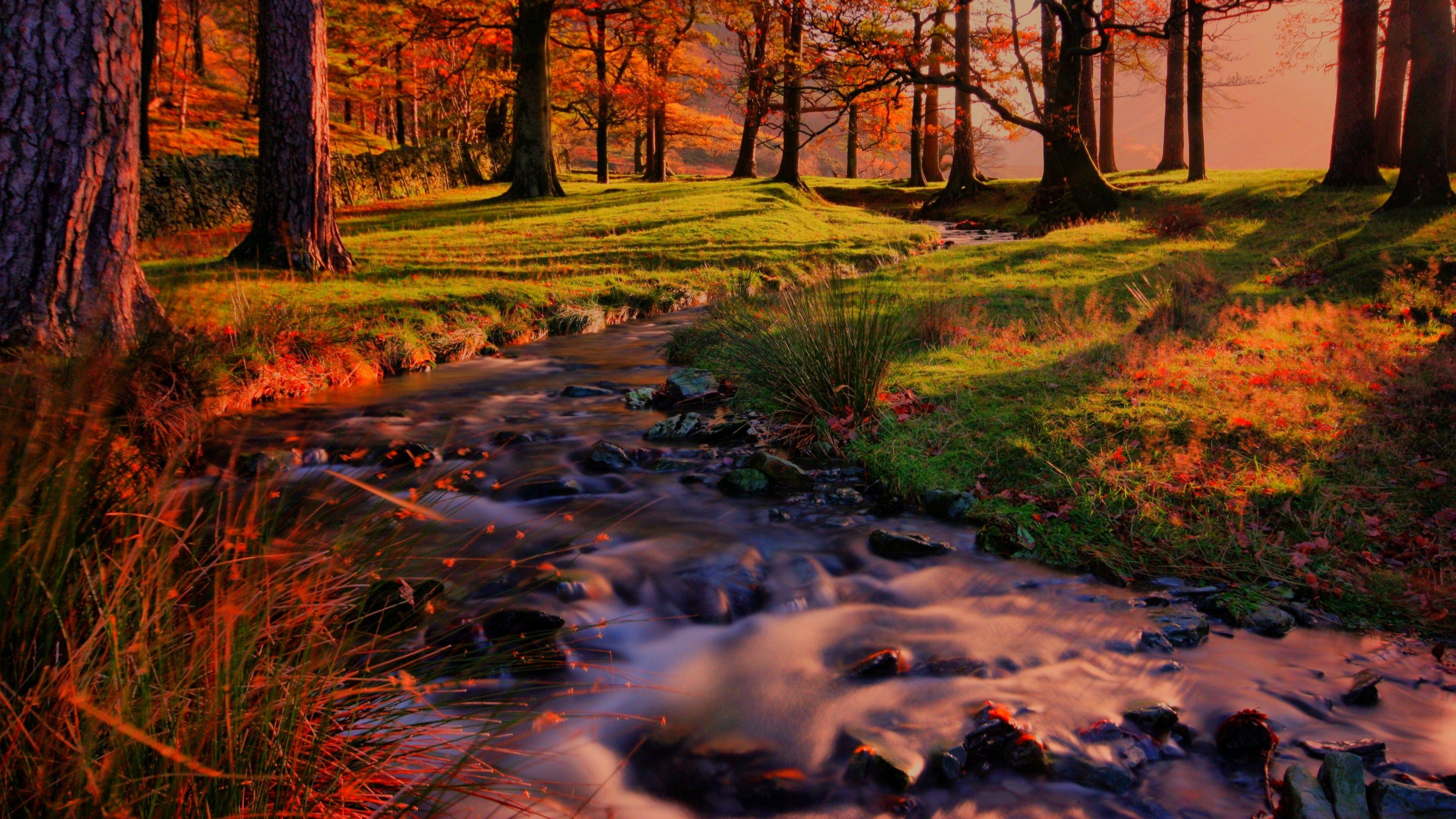 3840x2160 Beautiful Autumn Colors In The Forest Wallpaper. Wallpaper Studio