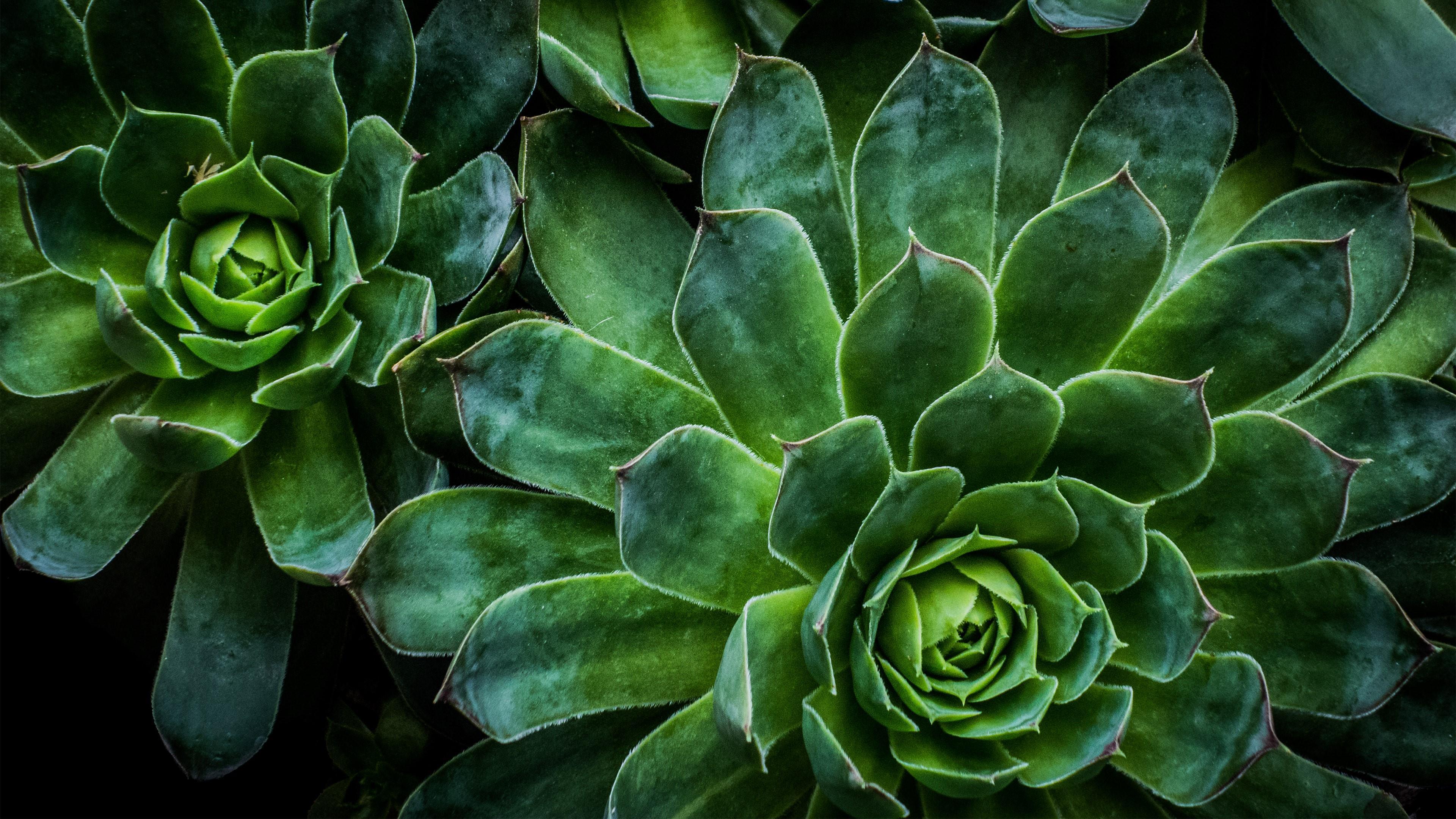3840x2160 Green Shrubbery Wallpaper. Wallpaper Studio 10. Tens of thousands