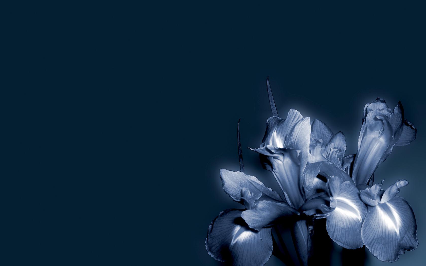 1680x1050 Blue flower wallpaper. Blue flower