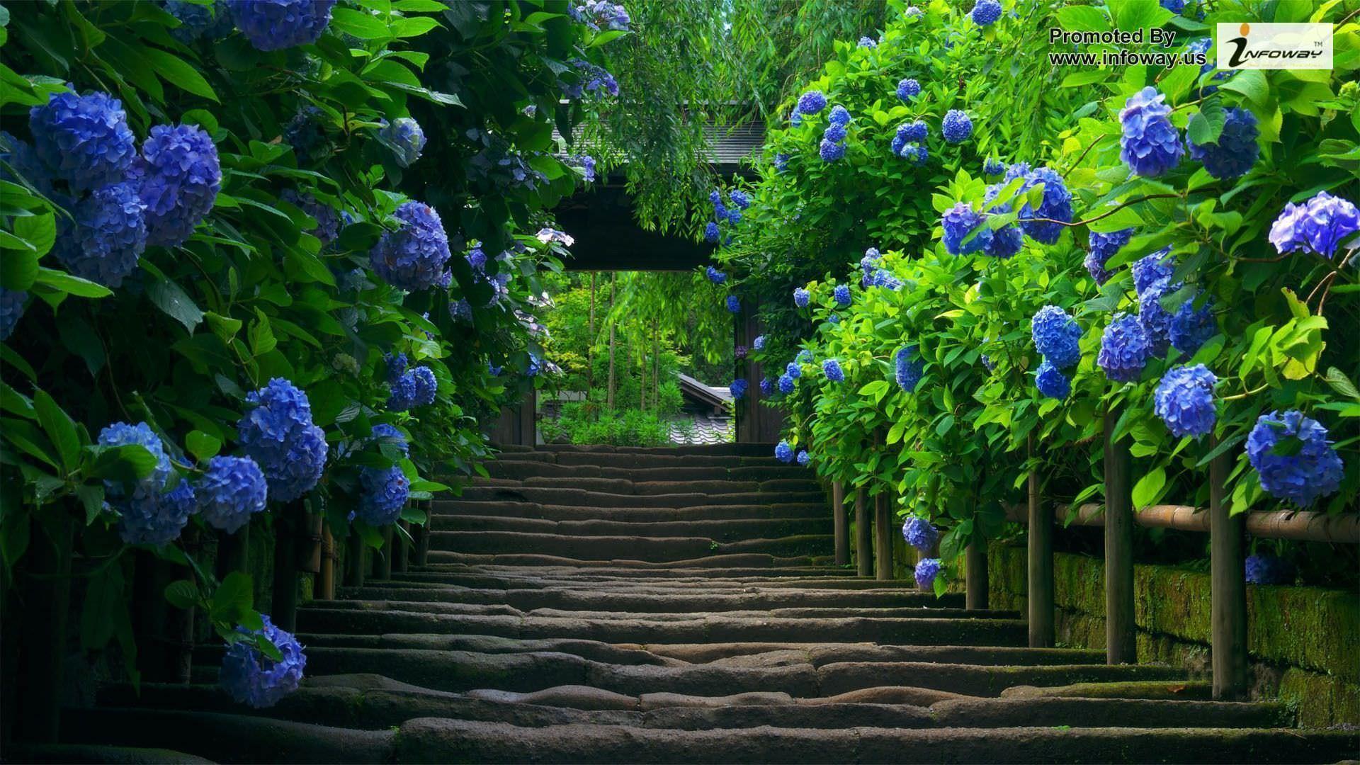 1920x1080 Most Beautiful Full Size HD Wallpaper