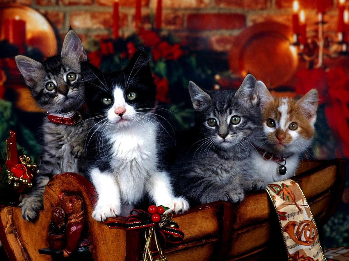 1200x900 Background image Cats, Merry Christmas, Kitten. FREE Download image