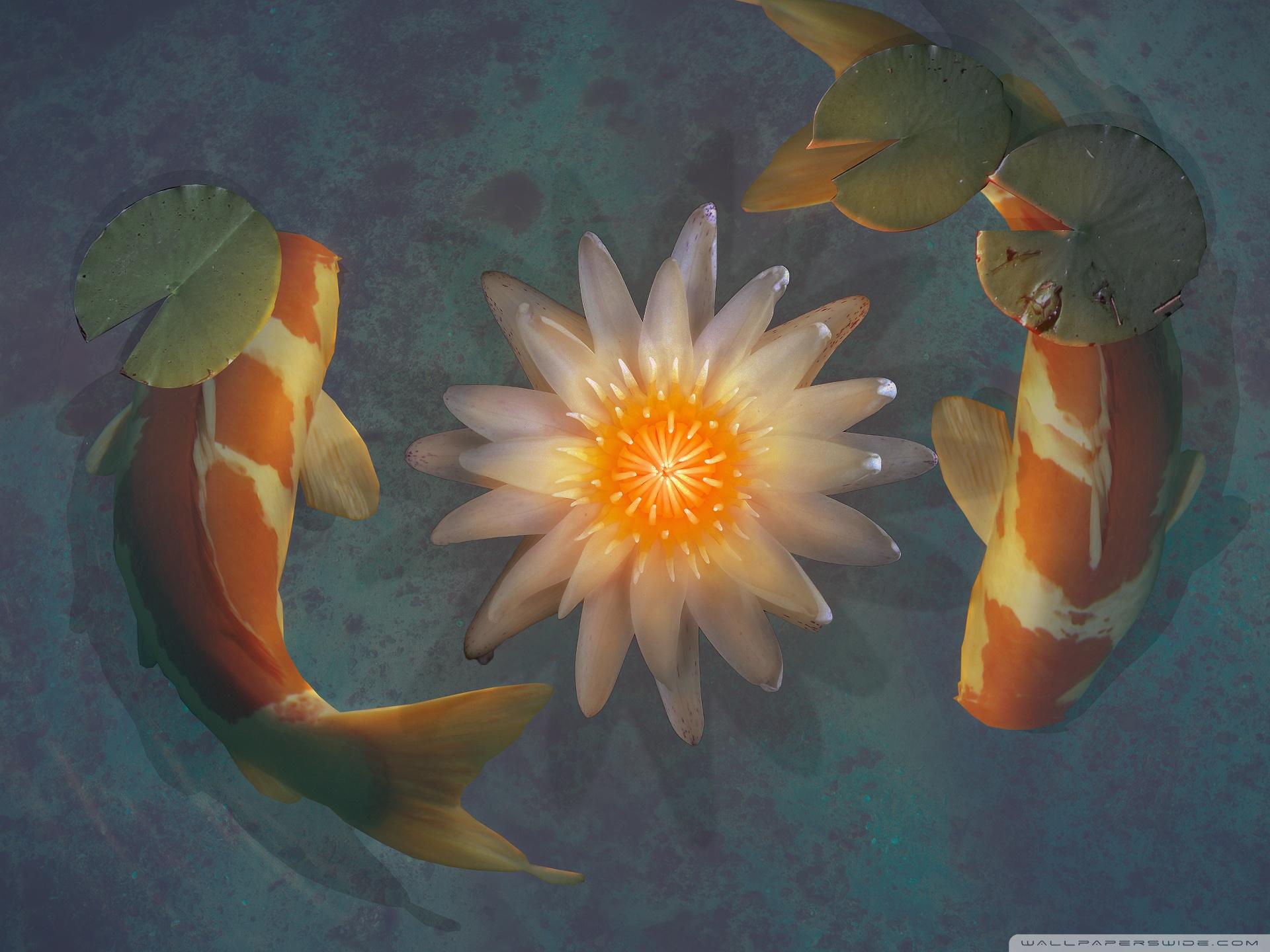 Beautiful Koi Fish Wallpapers - Top Free Beautiful Koi Fish Backgrounds ...