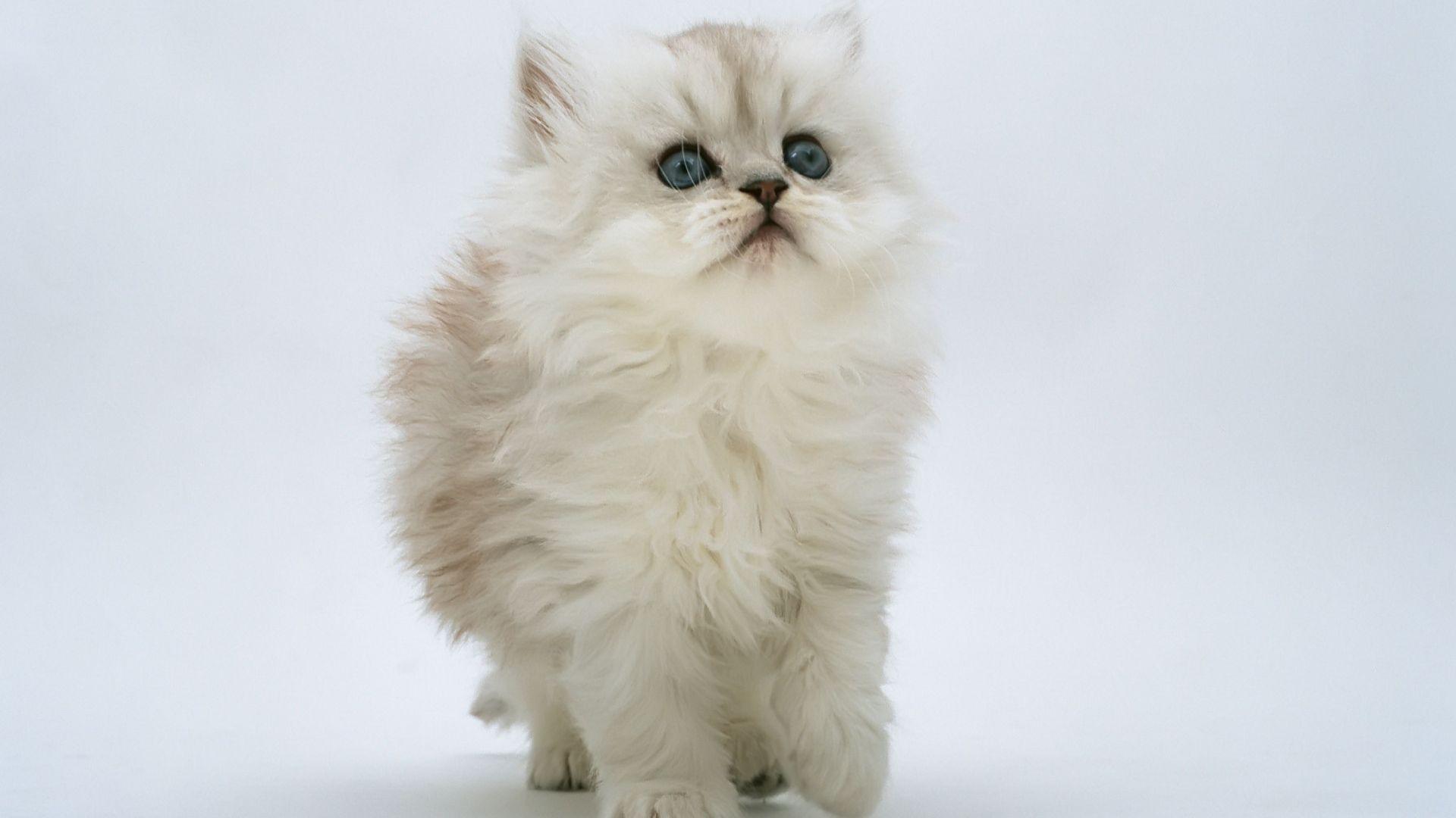 1920x1080 Free HD Cat Wallpaper