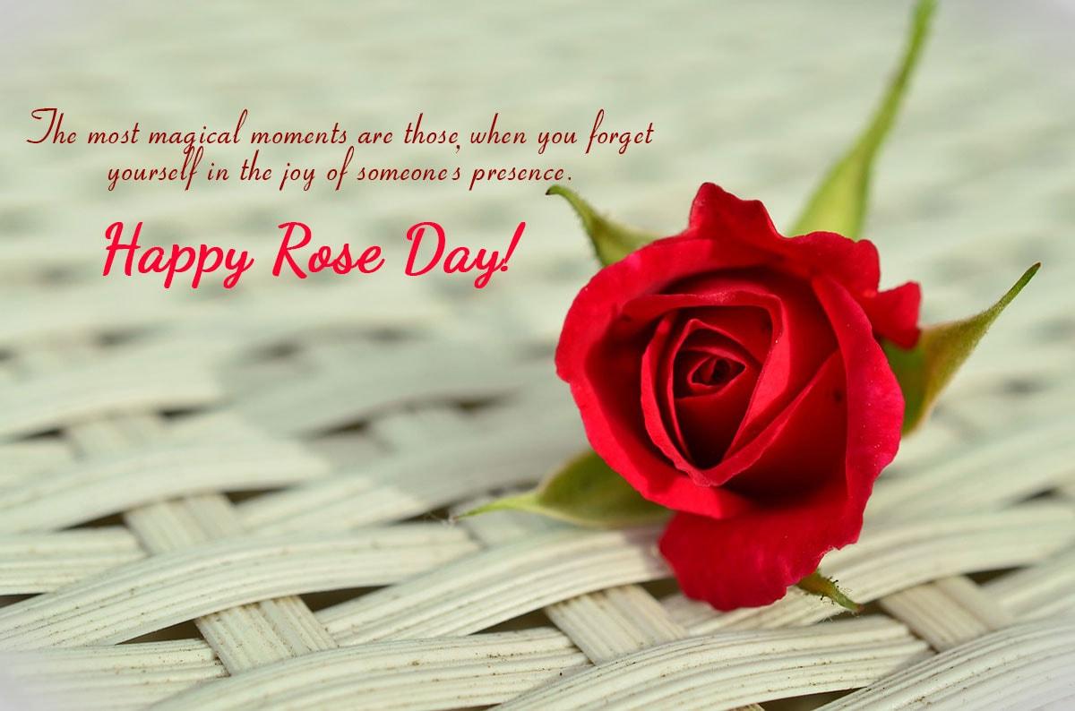 Happy Rose Day Wallpapers - Top Free Happy Rose Day Backgrounds ...