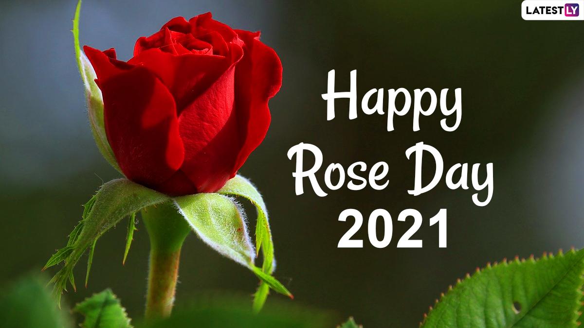 Rose Day. Роза Виш. Роза Хэппи хаки. Rose Day in India.