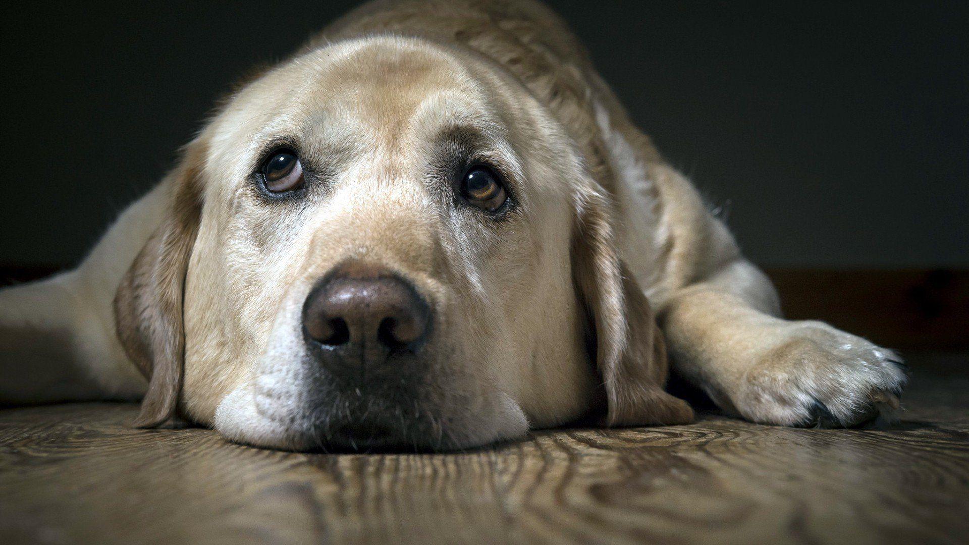 1920x1080 Labrador Sad, HD Animals, 4k Wallpaper, Image, Background, Photo