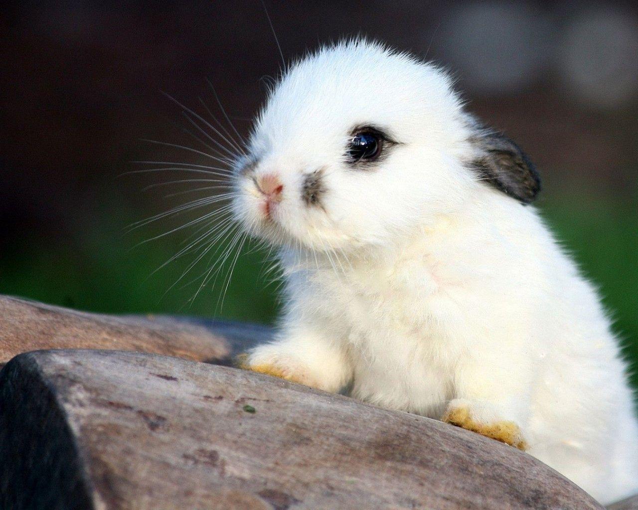 1280x1024 Cute White Baby Rabbit Wallpaper