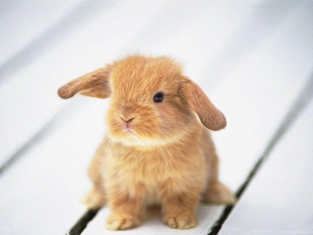 1024x768 Baby Bunny Wallpaper Desktop Background