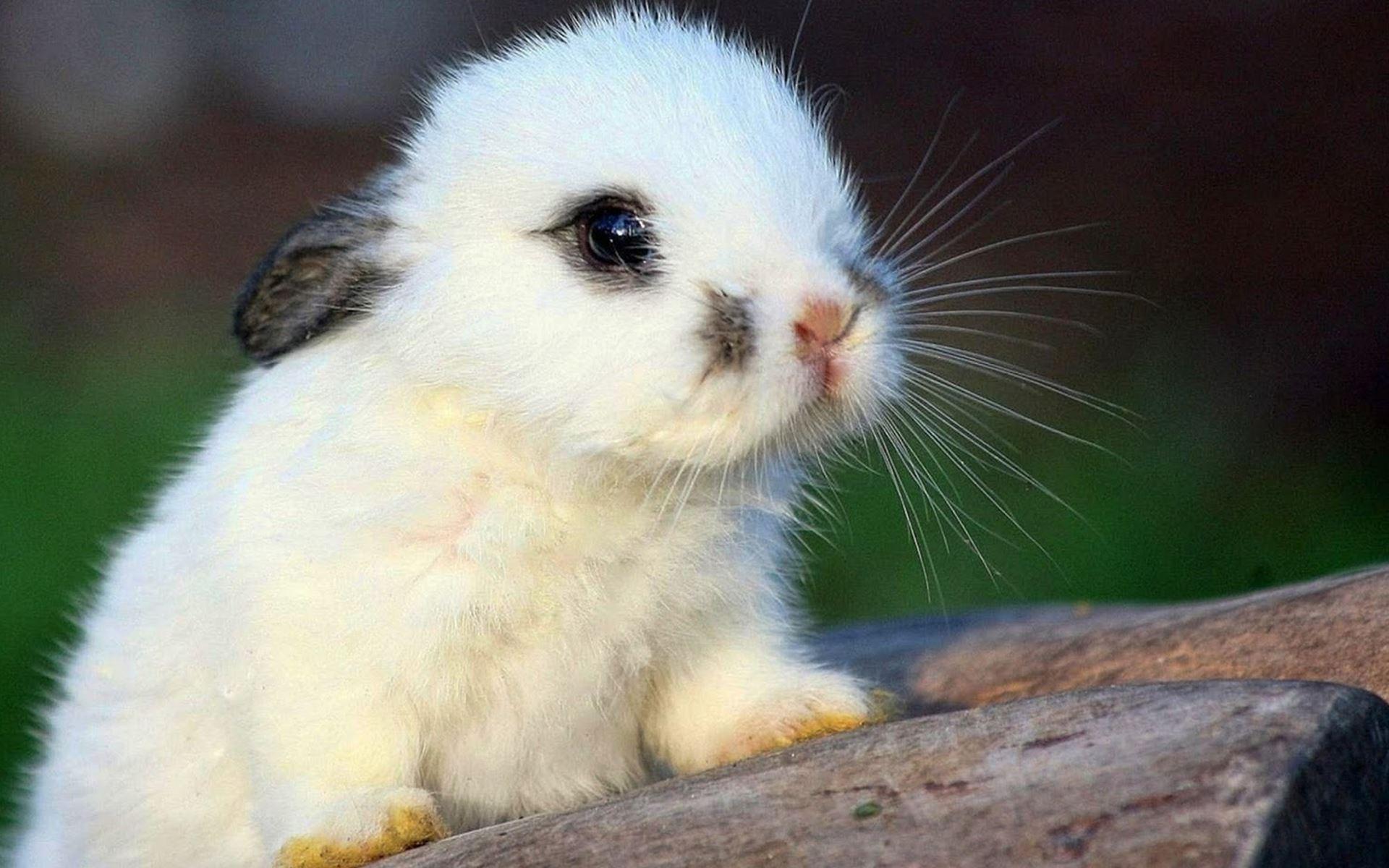 Baby Bunnies Wallpapers - Top Free Baby Bunnies Backgrounds ...