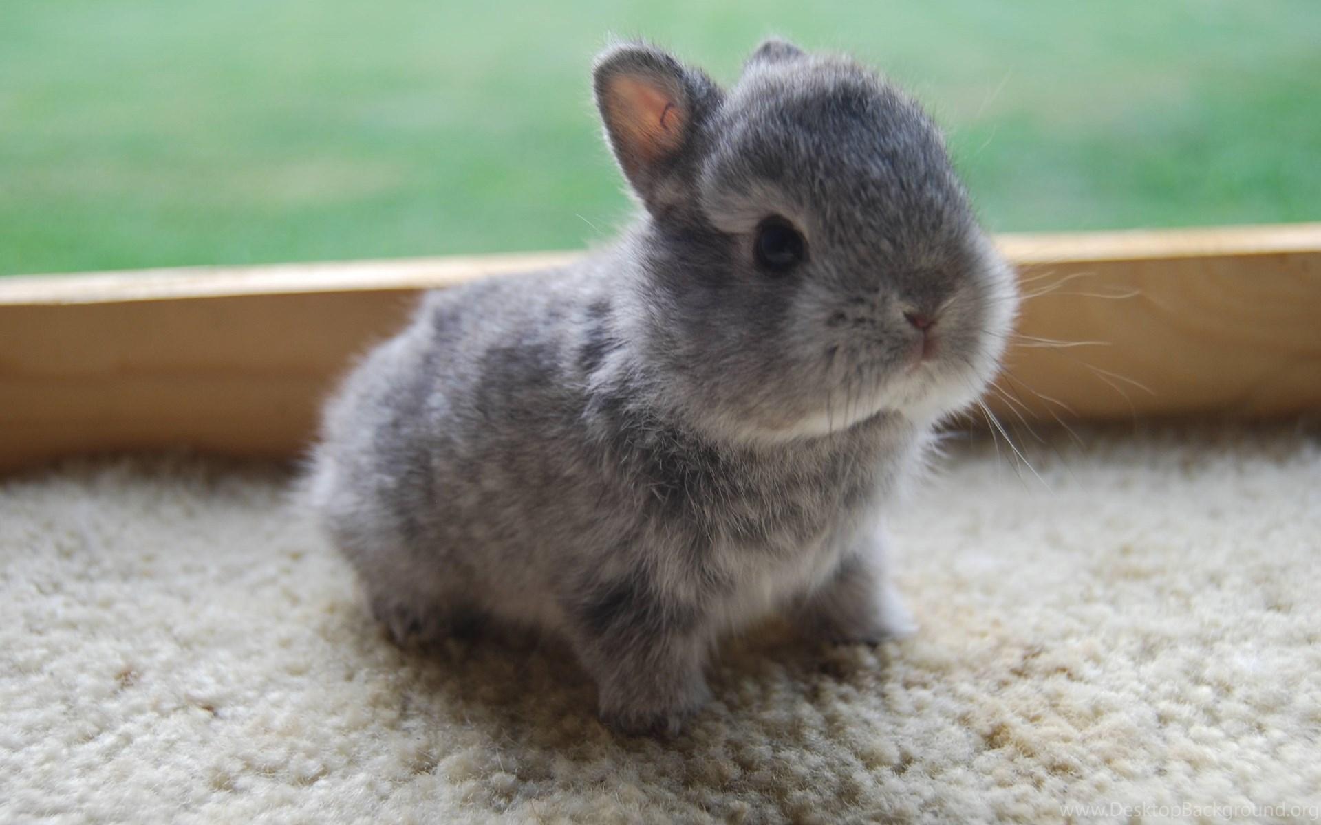 1920x1200 Baby Bunny Wallpaper Desktop Background