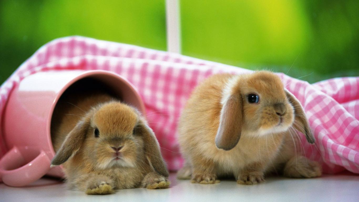 1366x768 wallpaper:1366x768:baby Rabbits Image