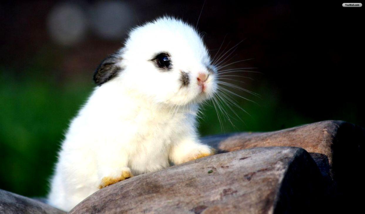 1243x729 Baby Bunny Wallpaper