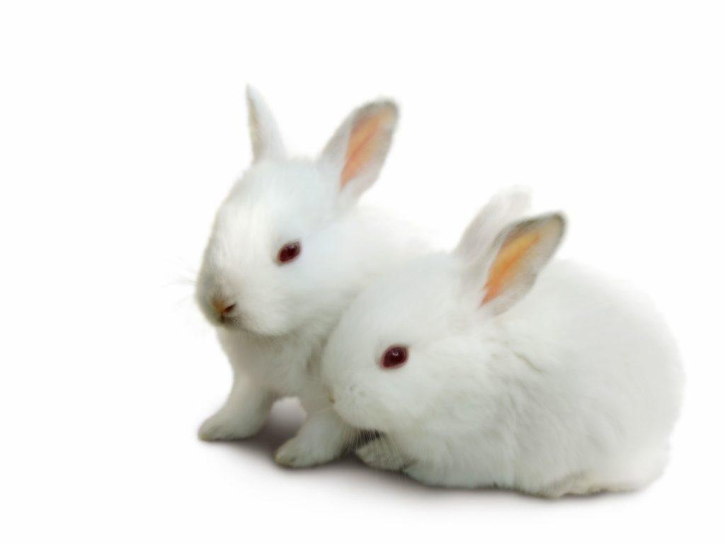 1024x768 Image Baby Bunny Rabbit Wallpaper HD, Wallpaper, HD Wallpaper