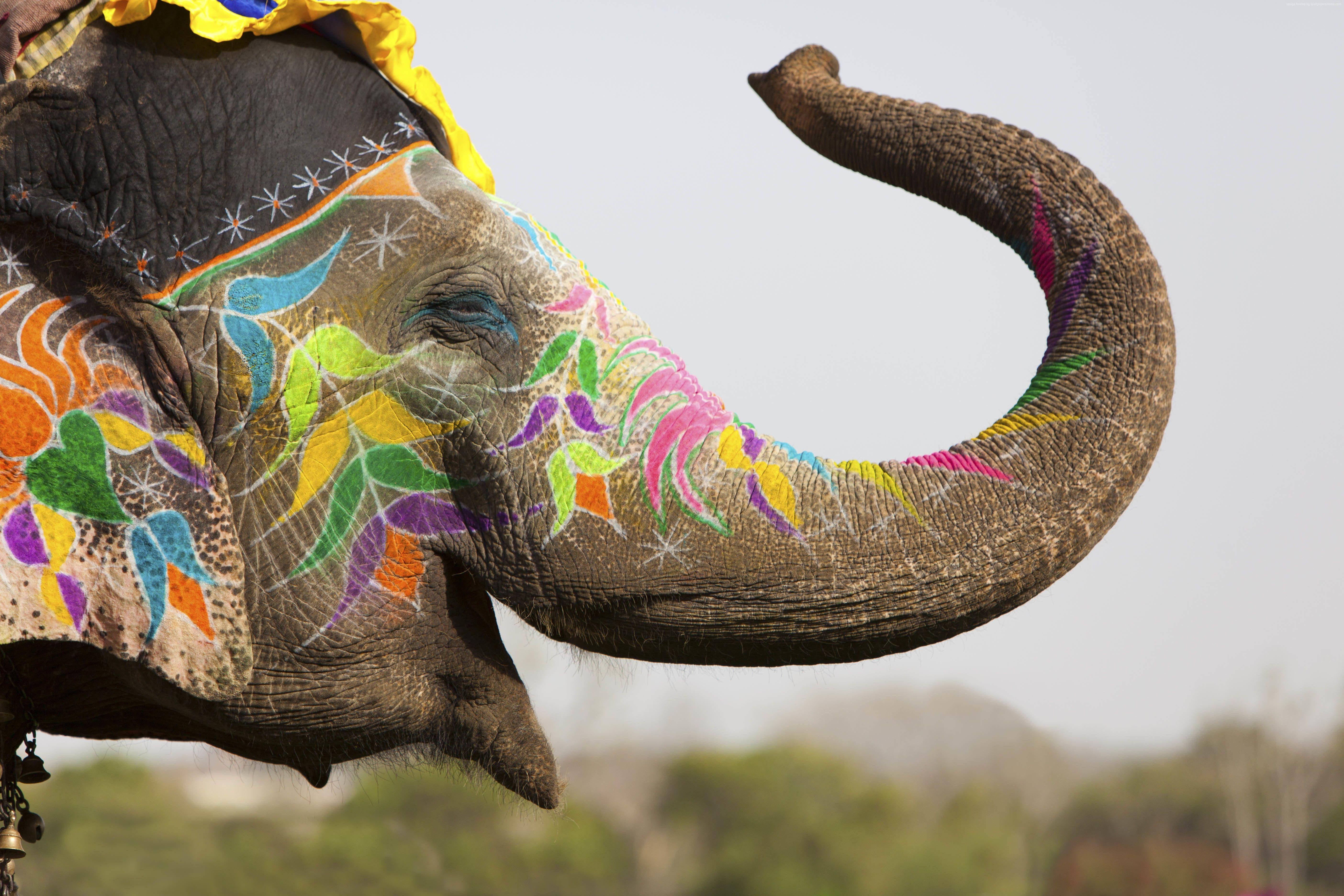 5616x3744 Elephant Art Background. Elephant image, Elephant, Elephant india
