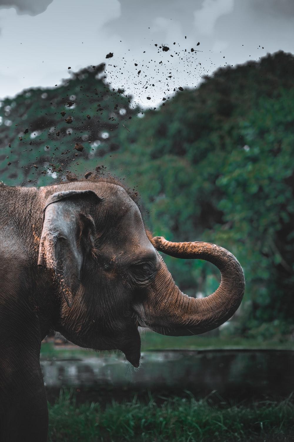 1000x1500 Indian Elephant Picture. Download Free Image