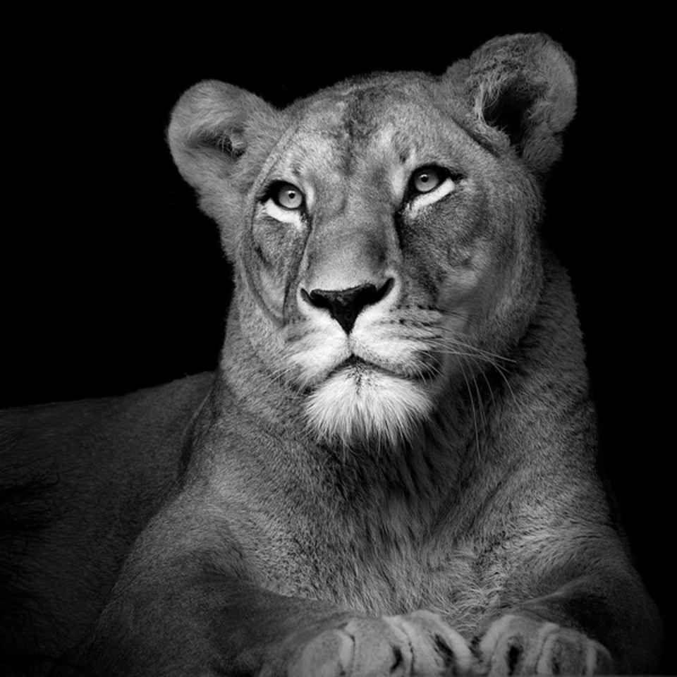 Lioness Black and White Wallpapers - Top Free Lioness Black and White  Backgrounds - WallpaperAccess