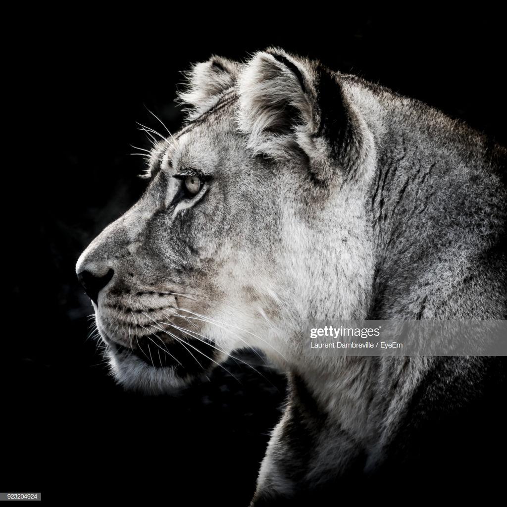 Lioness Black and White Wallpapers - Top Free Lioness Black and White  Backgrounds - WallpaperAccess