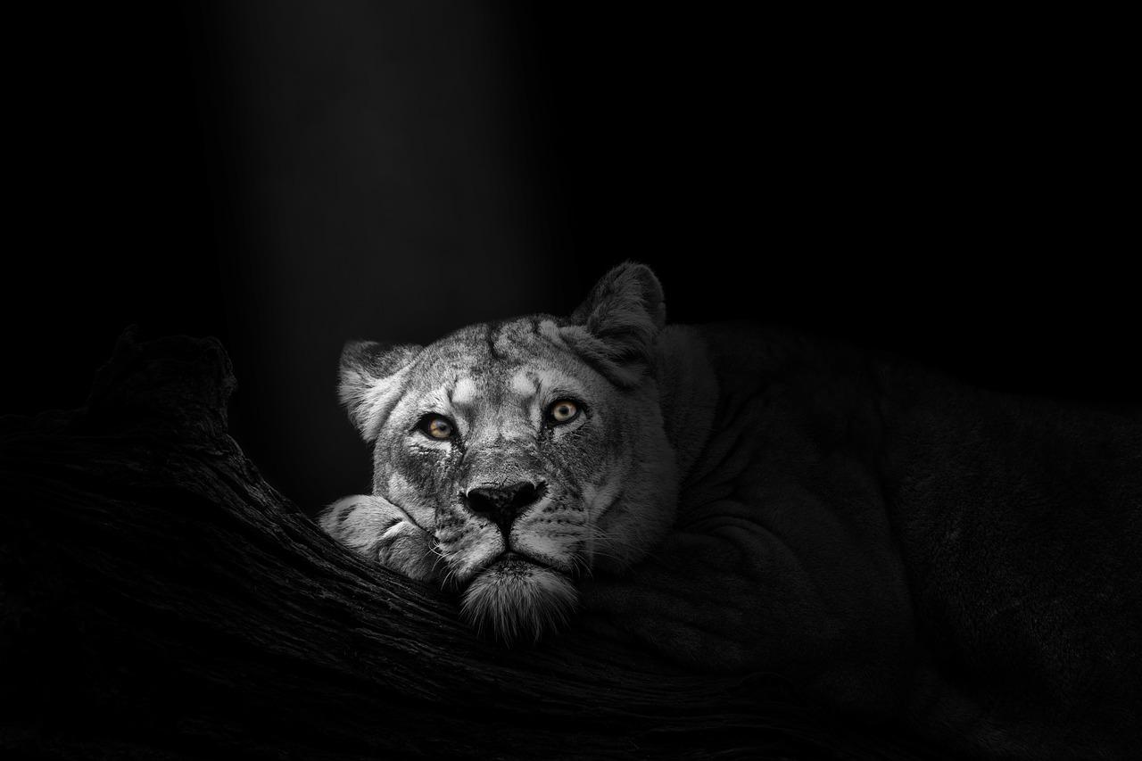 1280x853 Wallpaper Background Lioness