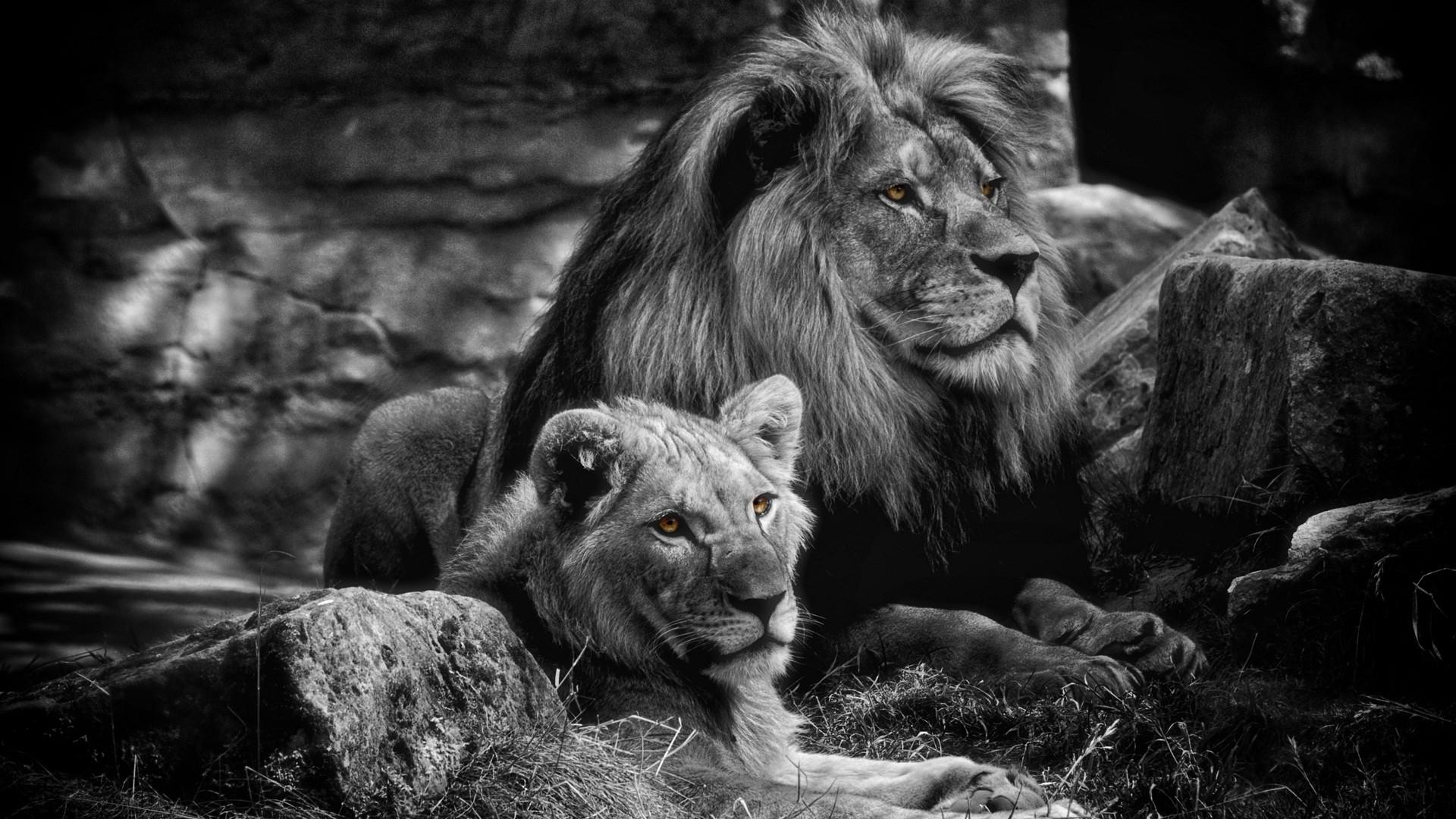 1920x1080 Lioness Wallpaper background picture