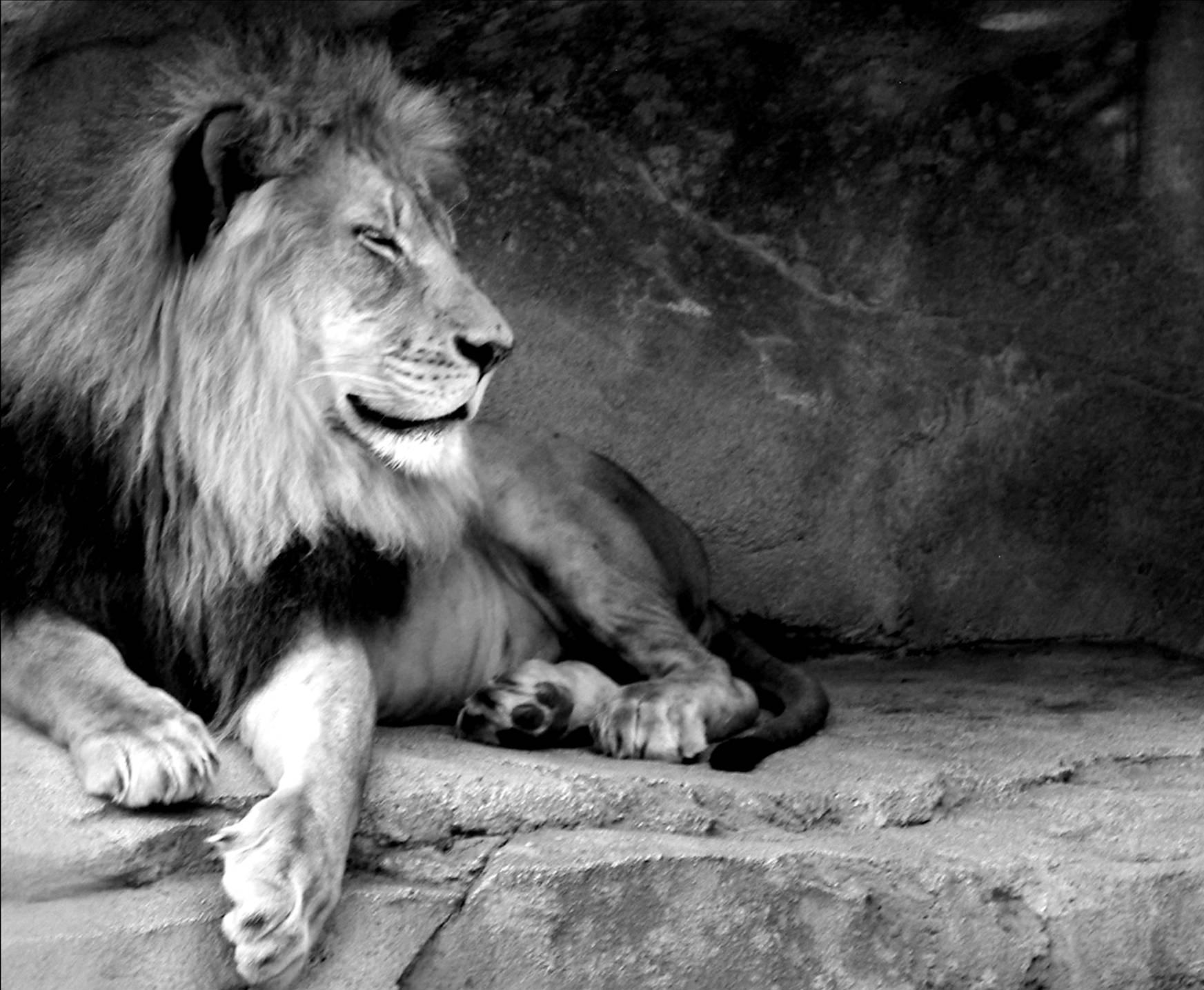 1745x1435 Black Lion Image Quotes. QuotesGram