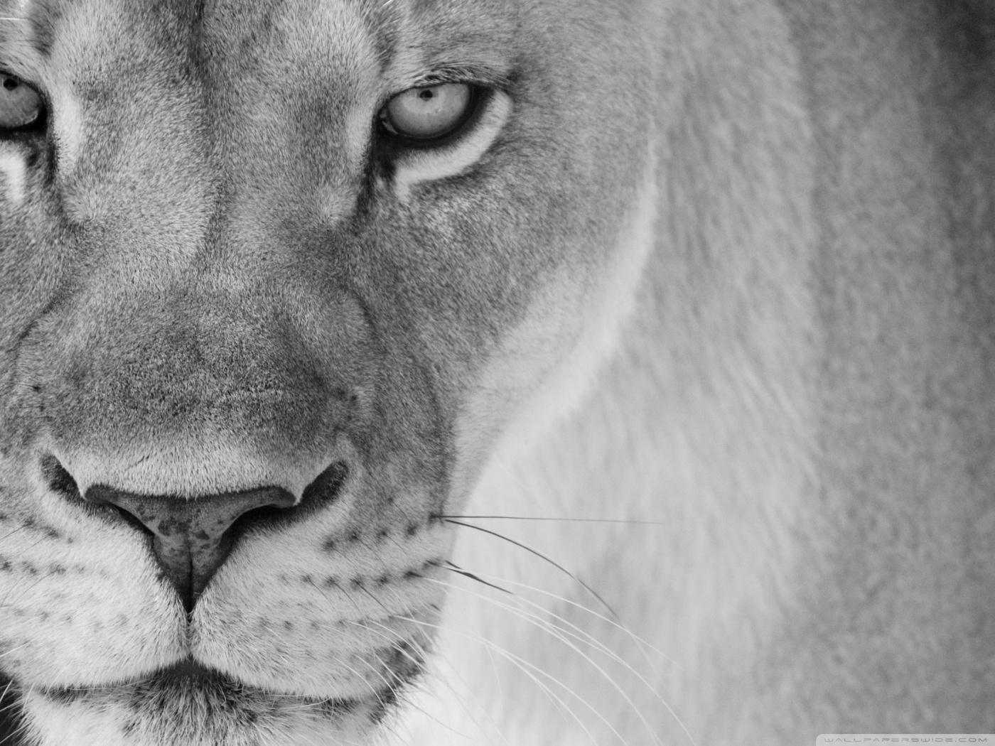 1400x1050 Lioness Wallpaper, Brown Lioness Wallpaper