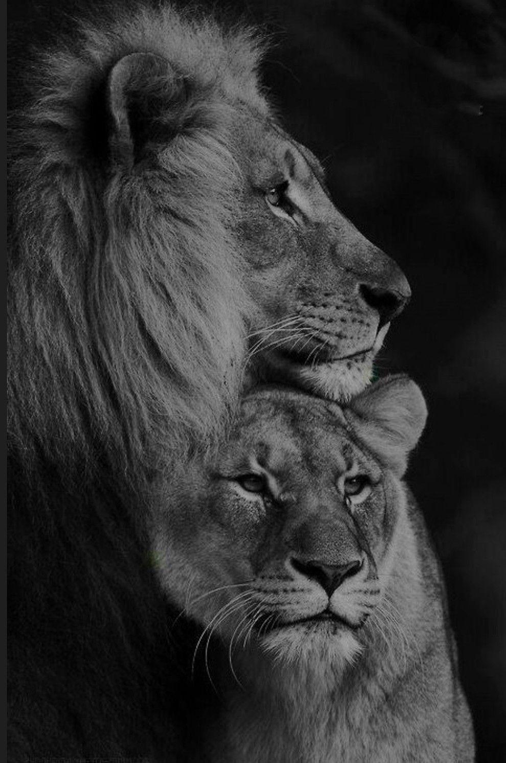 990x1493 gamesDan Junior. Lion couple, Wild animals picture, Lion picture