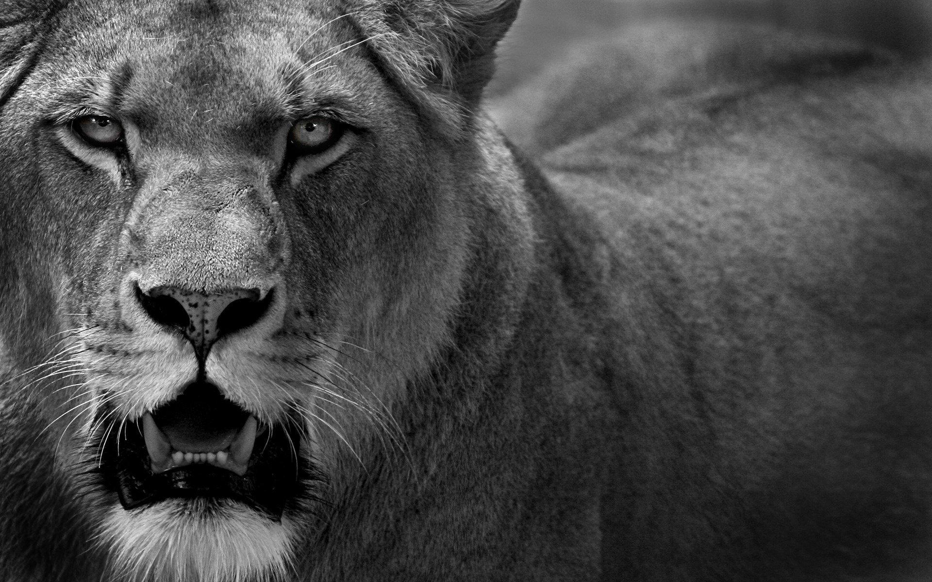 1920x1200 Leo lioness cat predator HD wallpaper