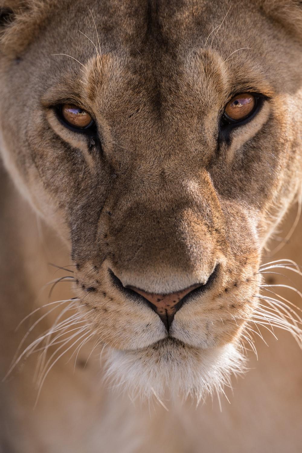 1000x1500 Lioness Picture. Download Free Image