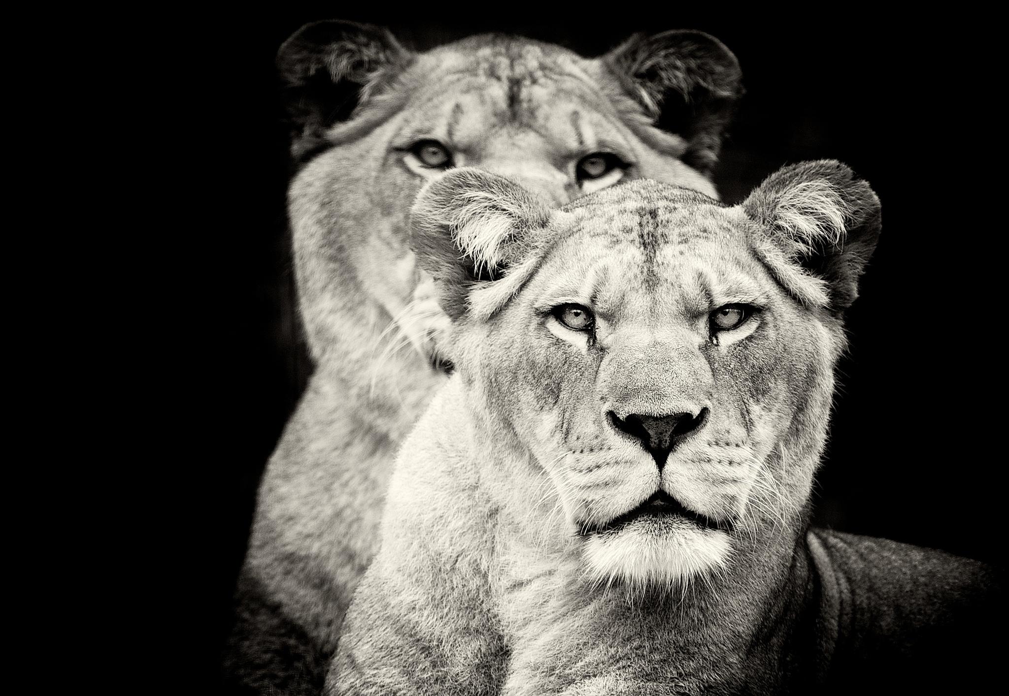 2048x1414 Lion HD Wallpaper