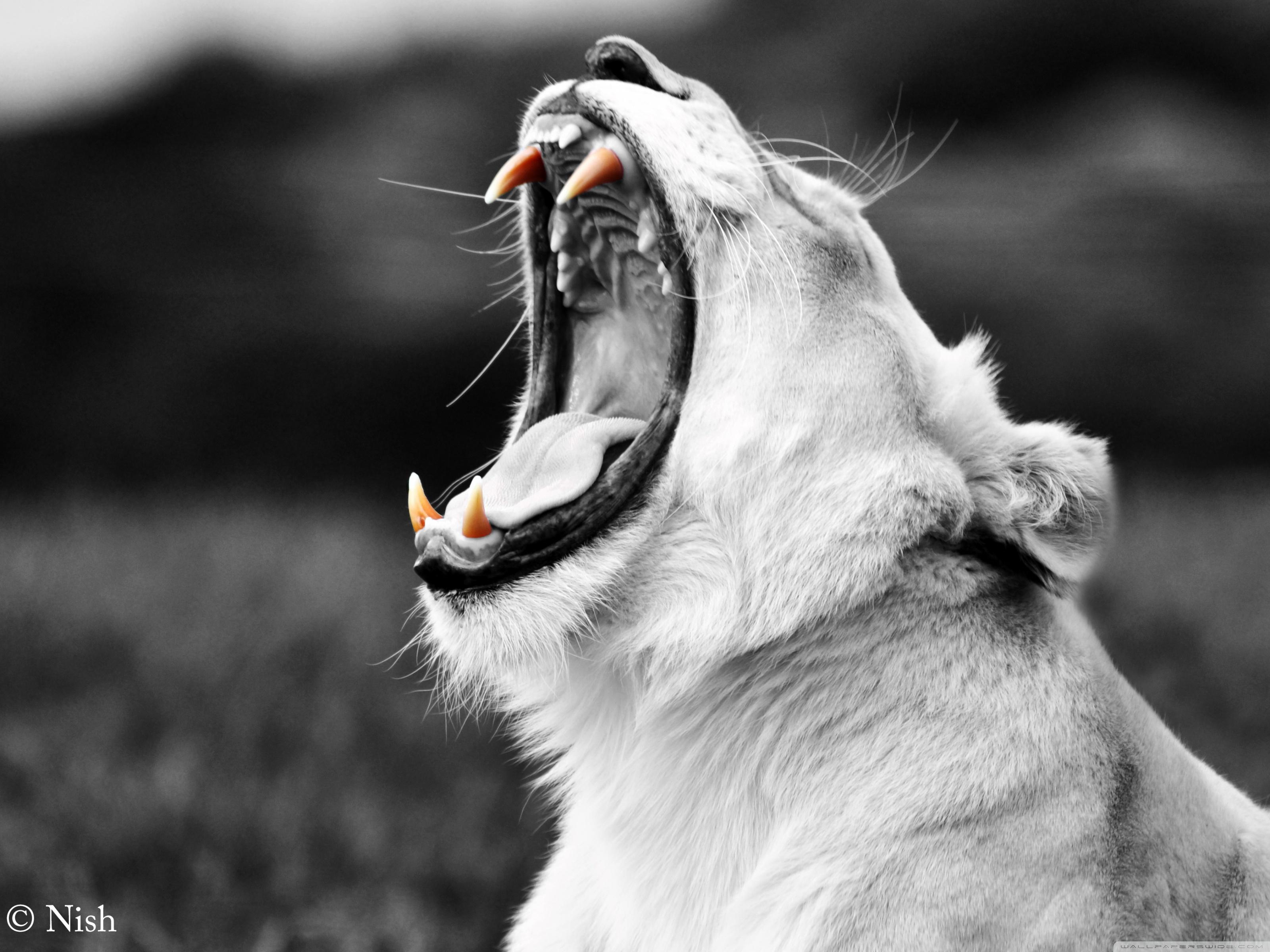 3200x2400 Lioness Wildlife Safari Ultra HD Desktop Background Wallpaper for : Widescreen & UltraWide Desktop & Laptop : Tablet