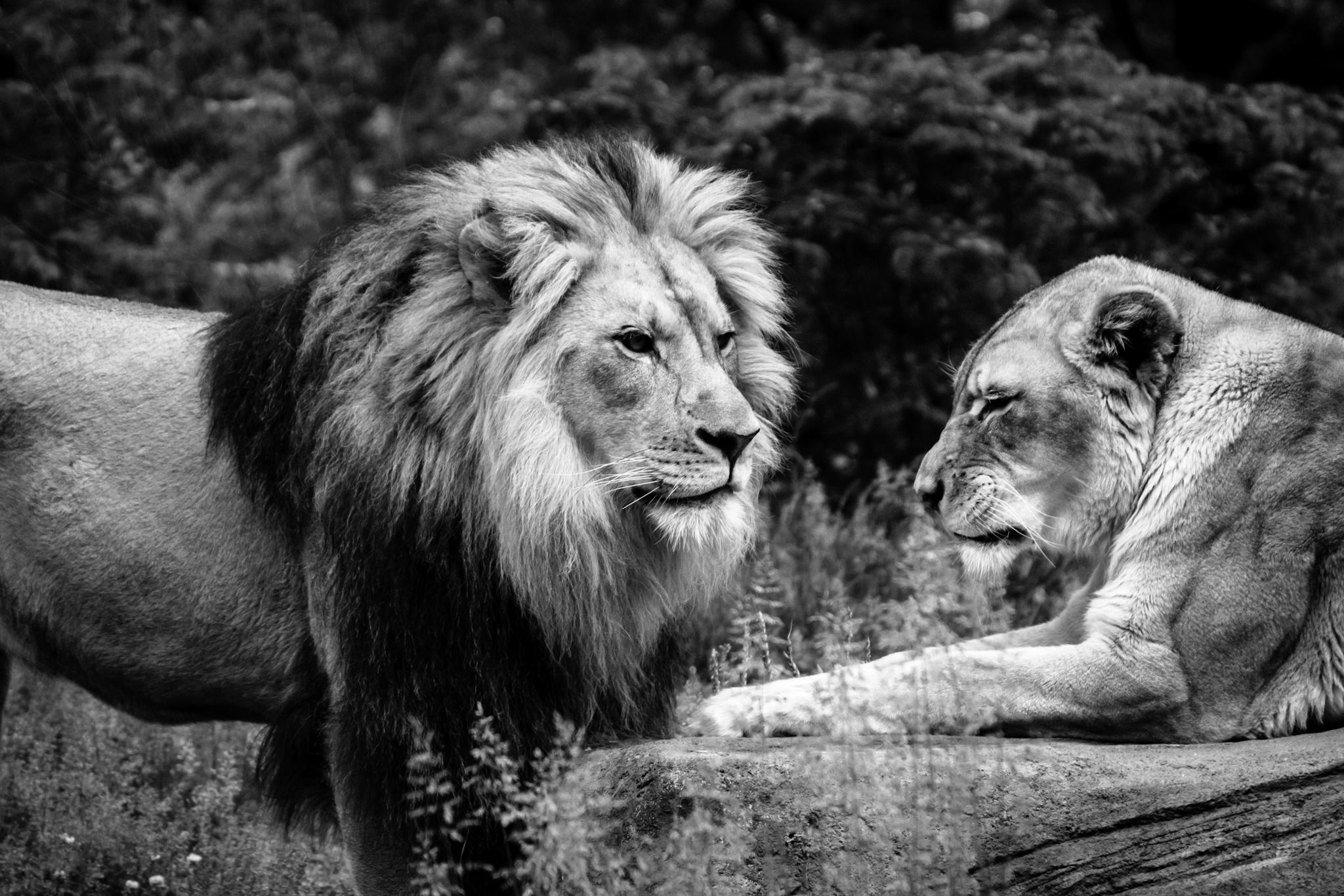 2048x1365 Black Lion Image Quotes. QuotesGram