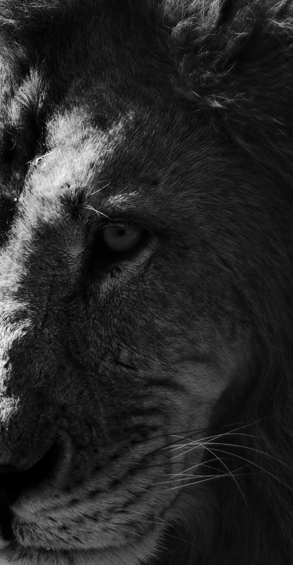 1000x1931 The Black Lion Picture [HD]. Download Free Image