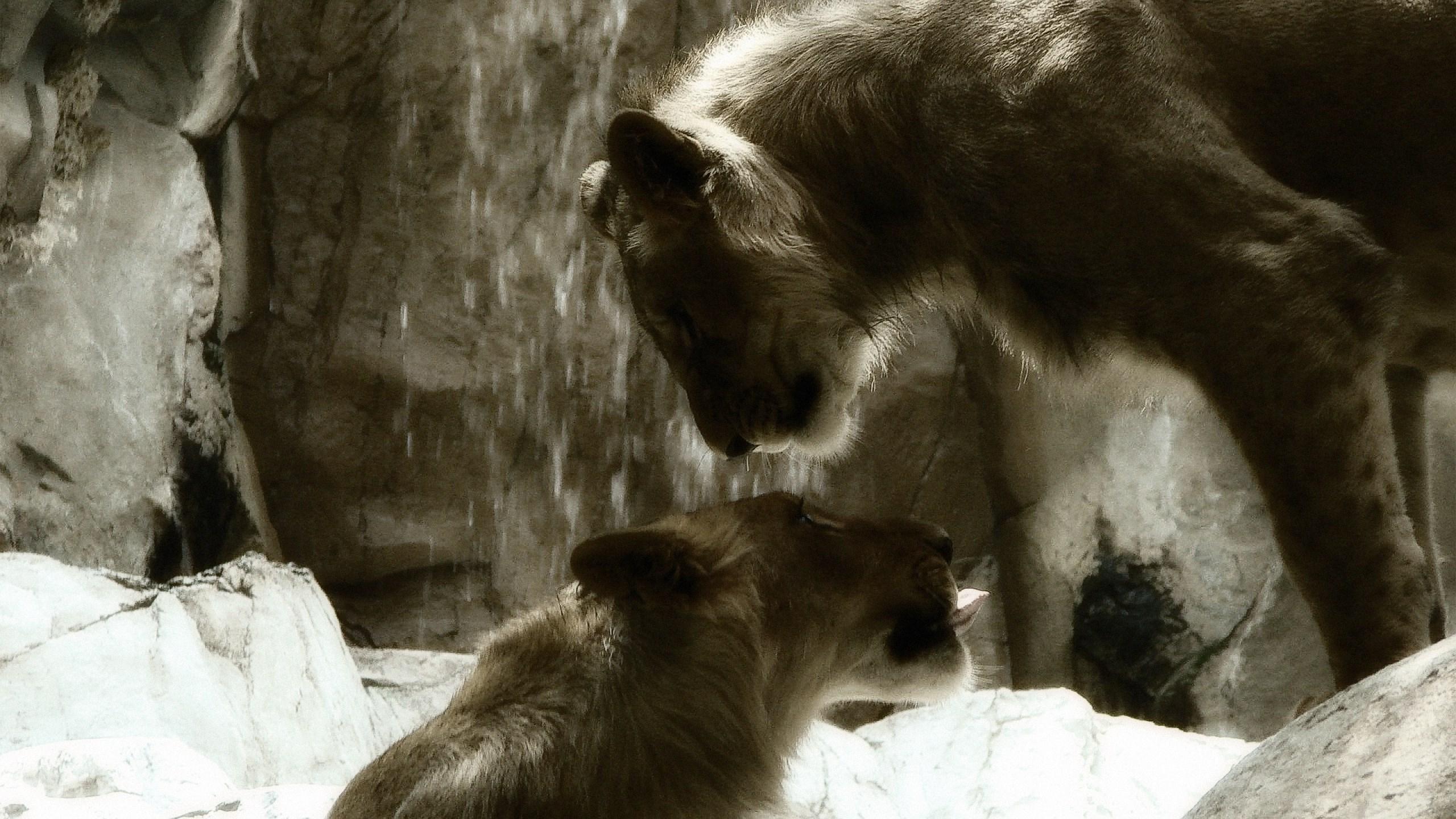 2560x1440 lioness wallpaper black and white. Mocah HD Wallpaper