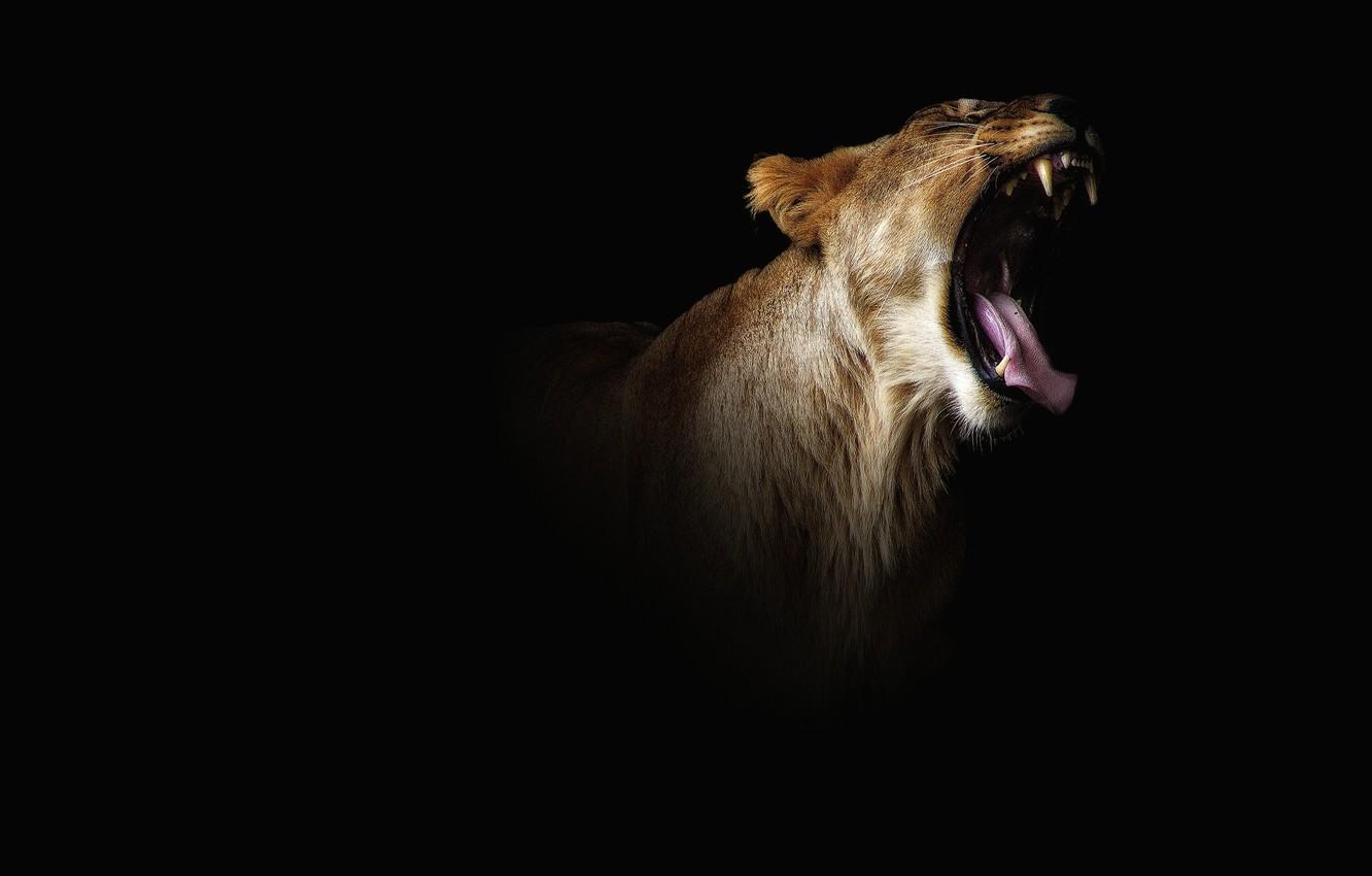 1332x850 Wallpaper language, face, darkness, mouth, fangs, black background, lioness, wild cat, black, roar, terrible image for desktop, section кошки