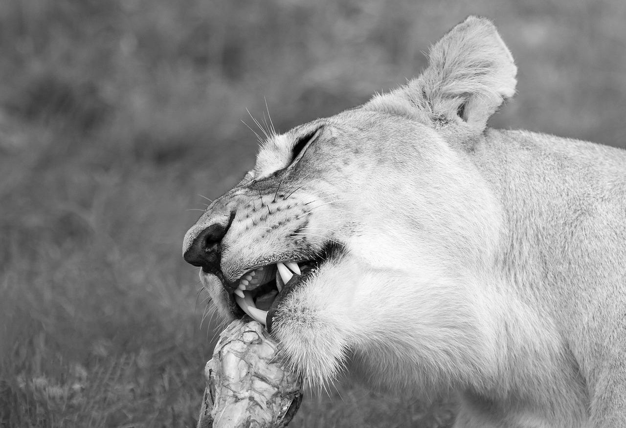 1280x876 Lioness Feeding Lion Wildlife
