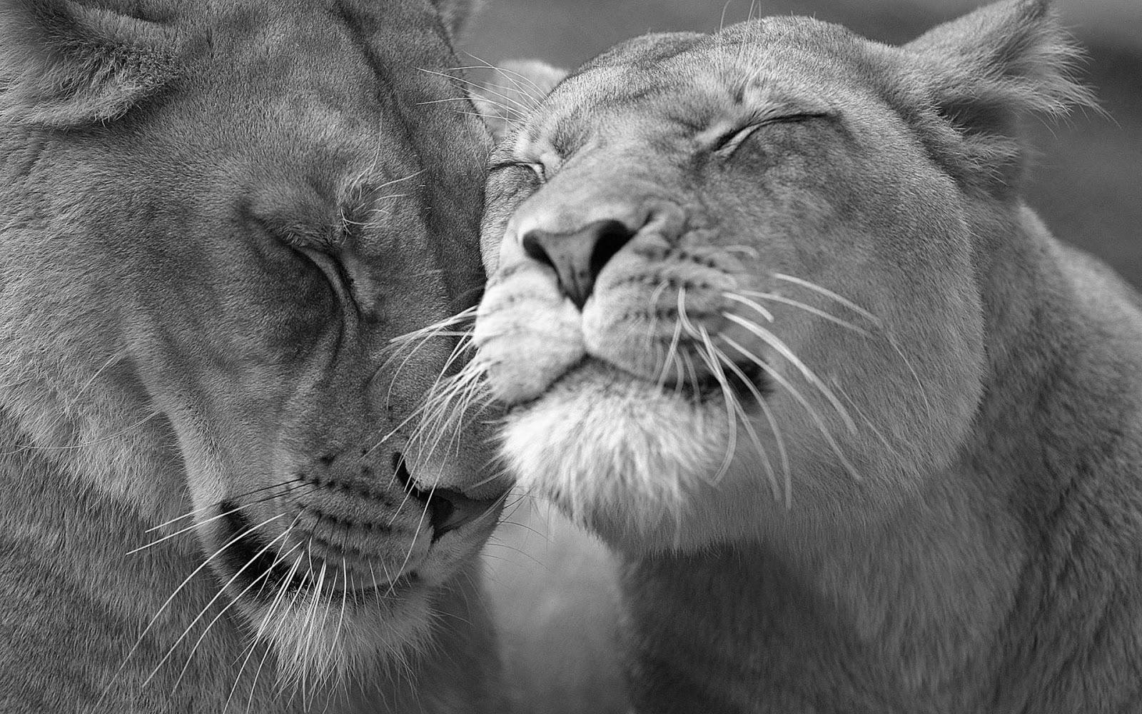 1600x1000 Lion Wallpaper Black and White