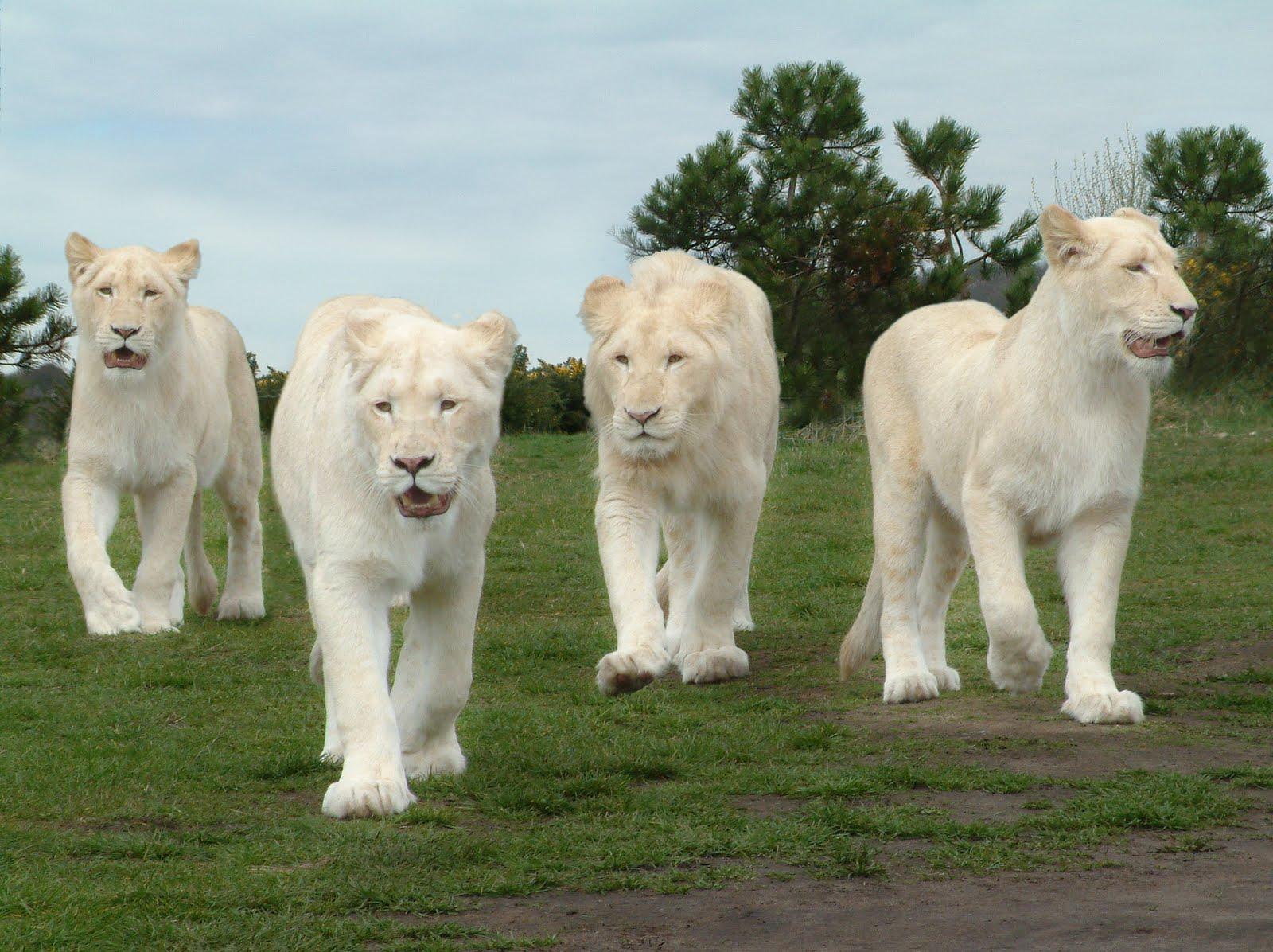 1600x1196 Black White Lion Wallpaper Picture HD Wallpaper