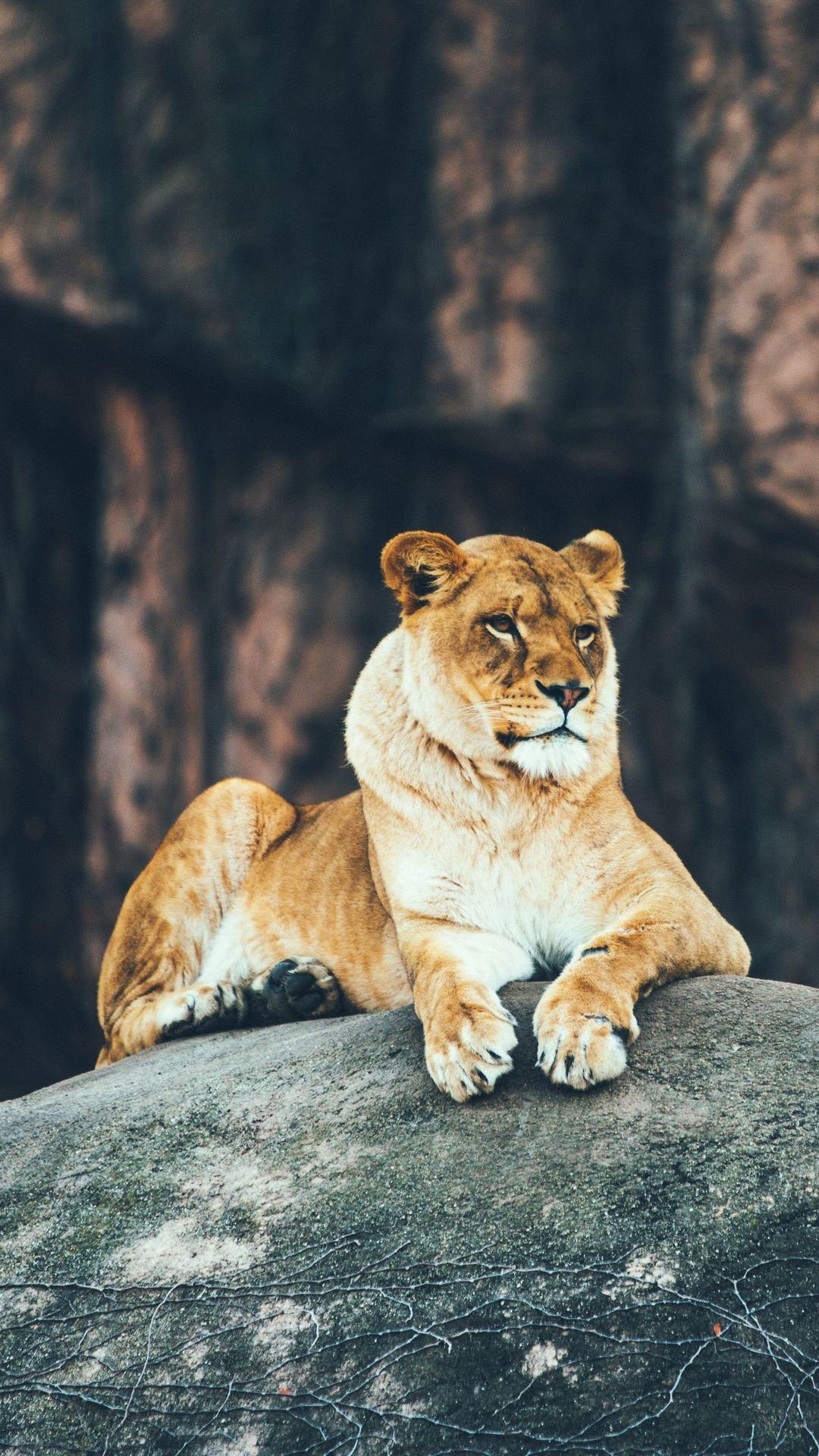 1080x1920 lioness HD wallpaper, background